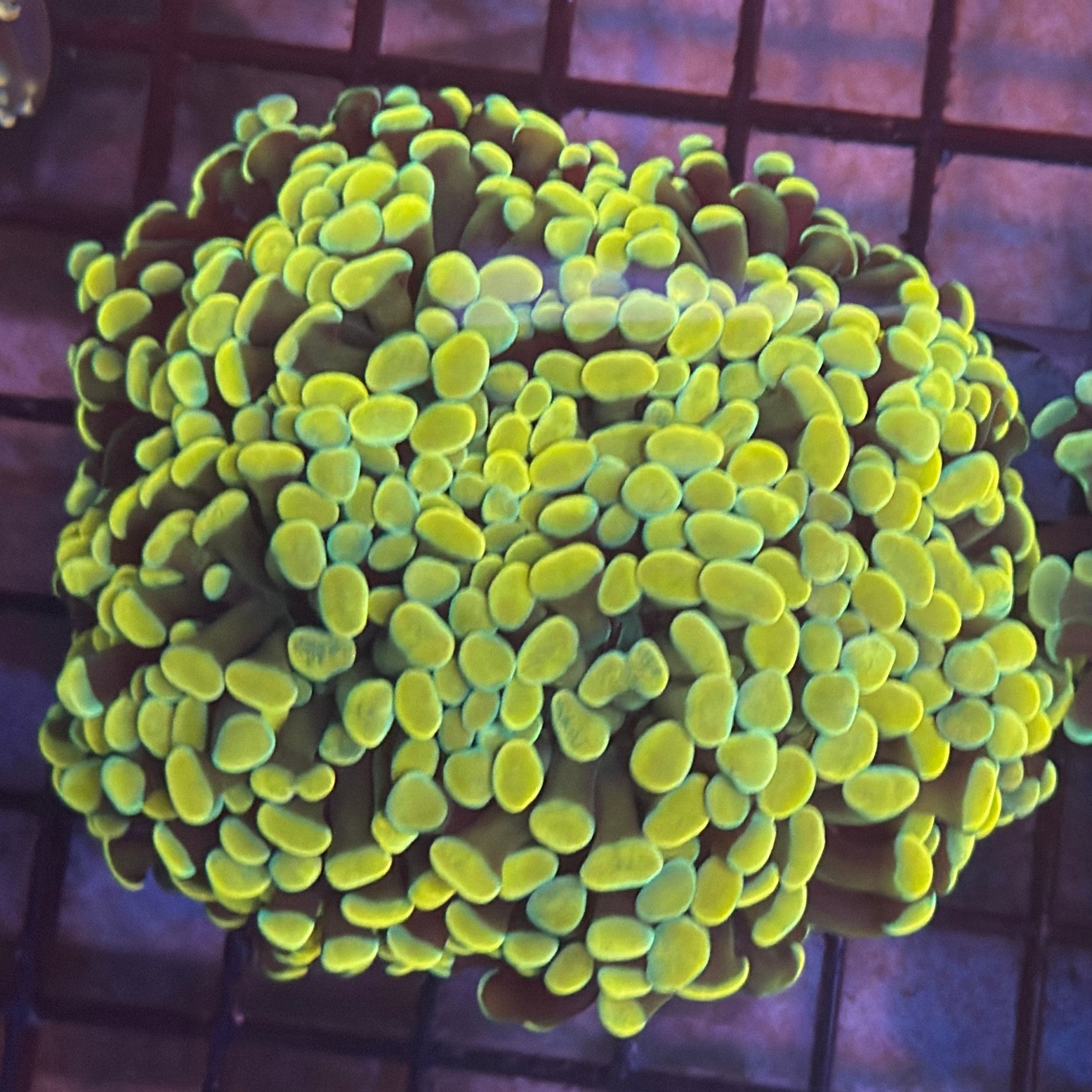Aquacultured Ultra Gold Branching Hammer Coral R1C3