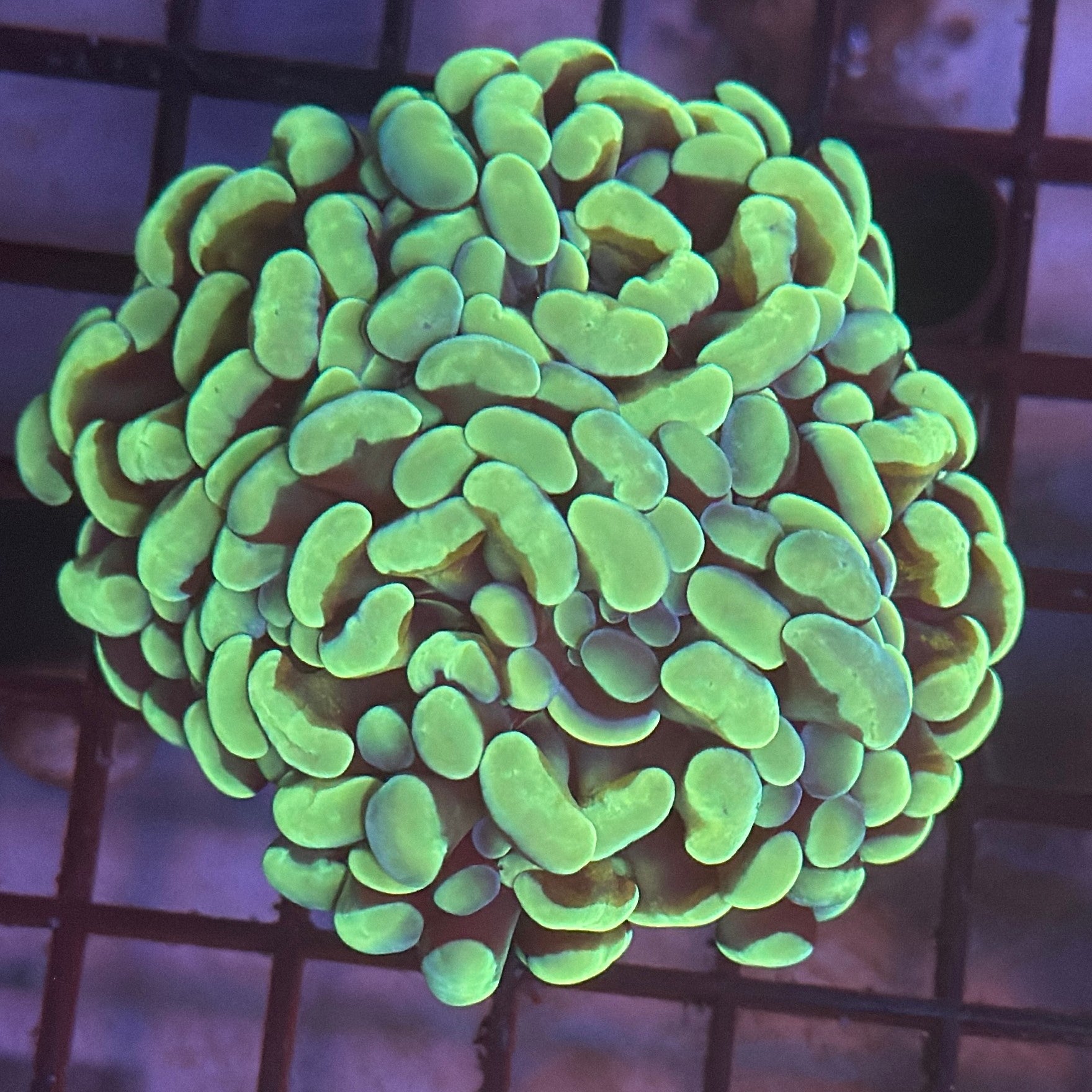 Aquacultured Gold and Green Hammer R1C5