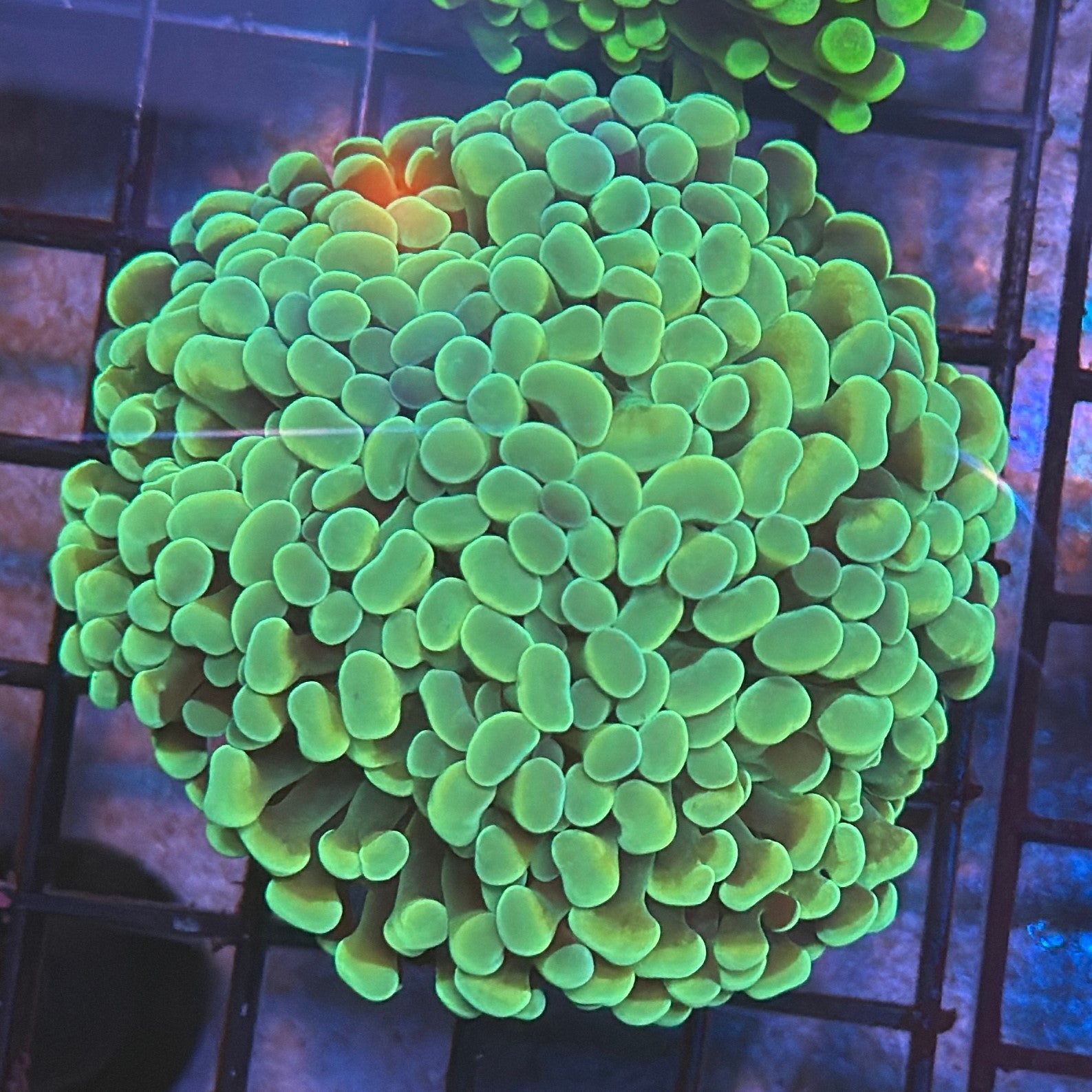 Aquacultured Ultra Mint Green Hammer R1D2