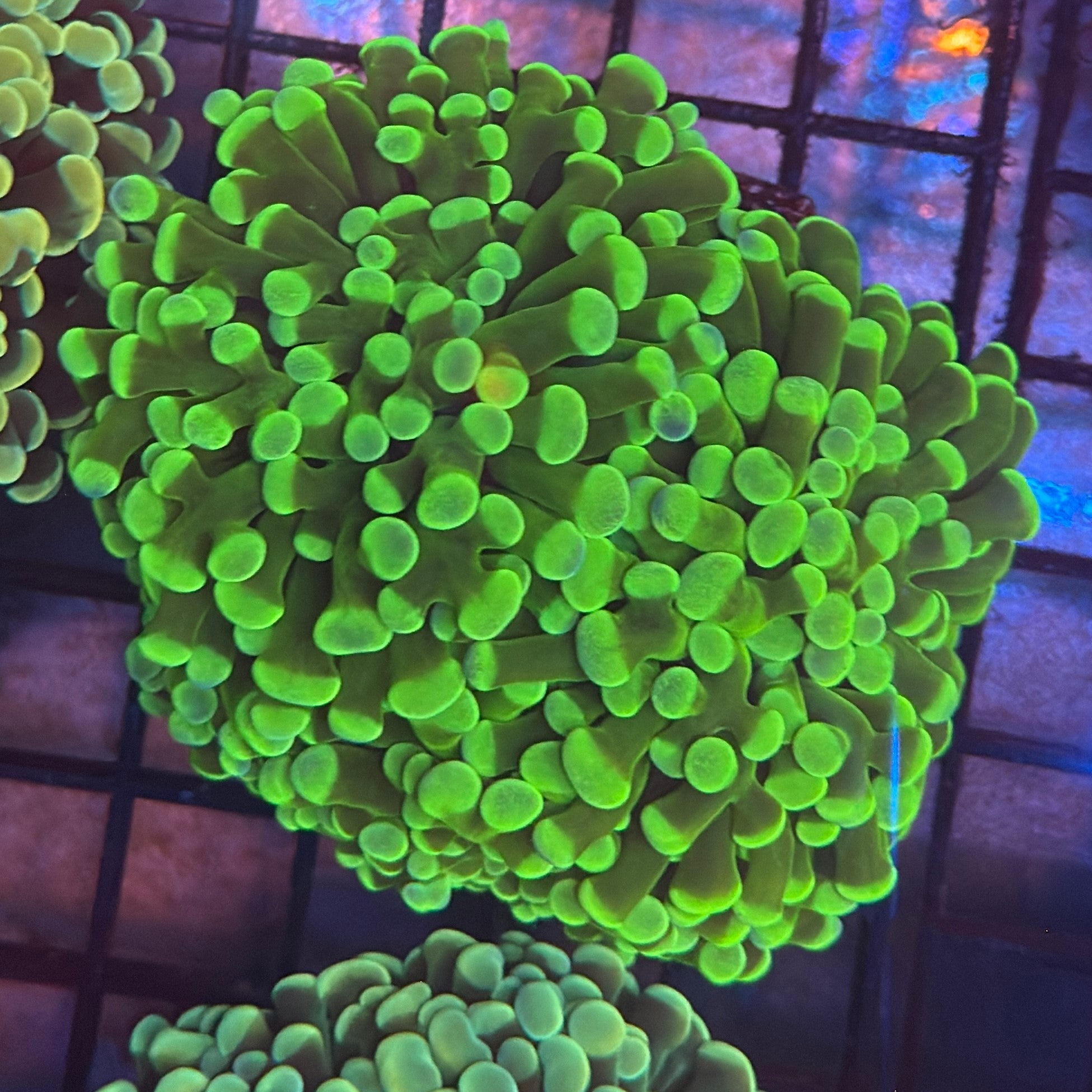 Aquacultured Gold and Green Honeycomb Hammer R1D3