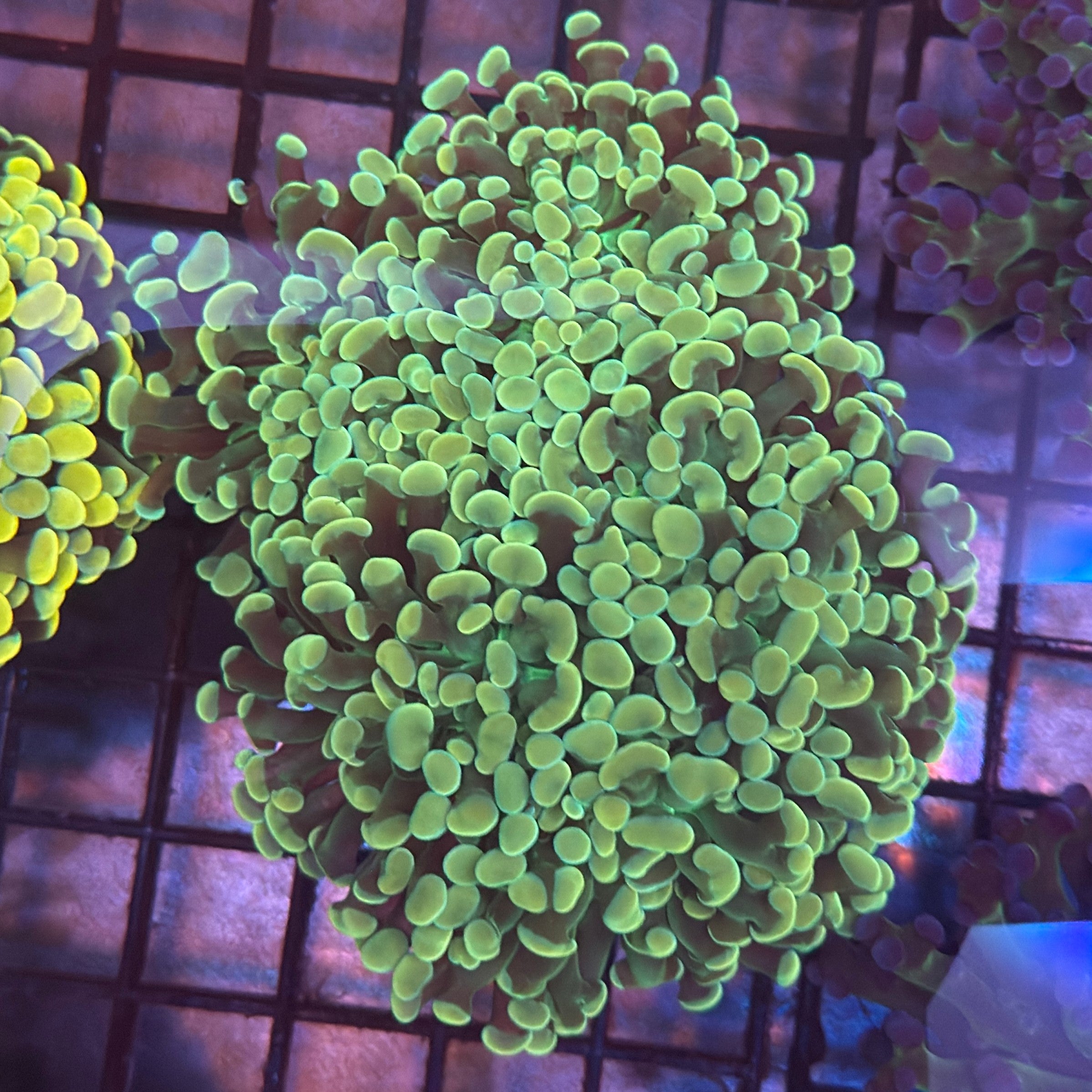 Aquacultured Ultra Gold Branching Hammer Coral R1D4