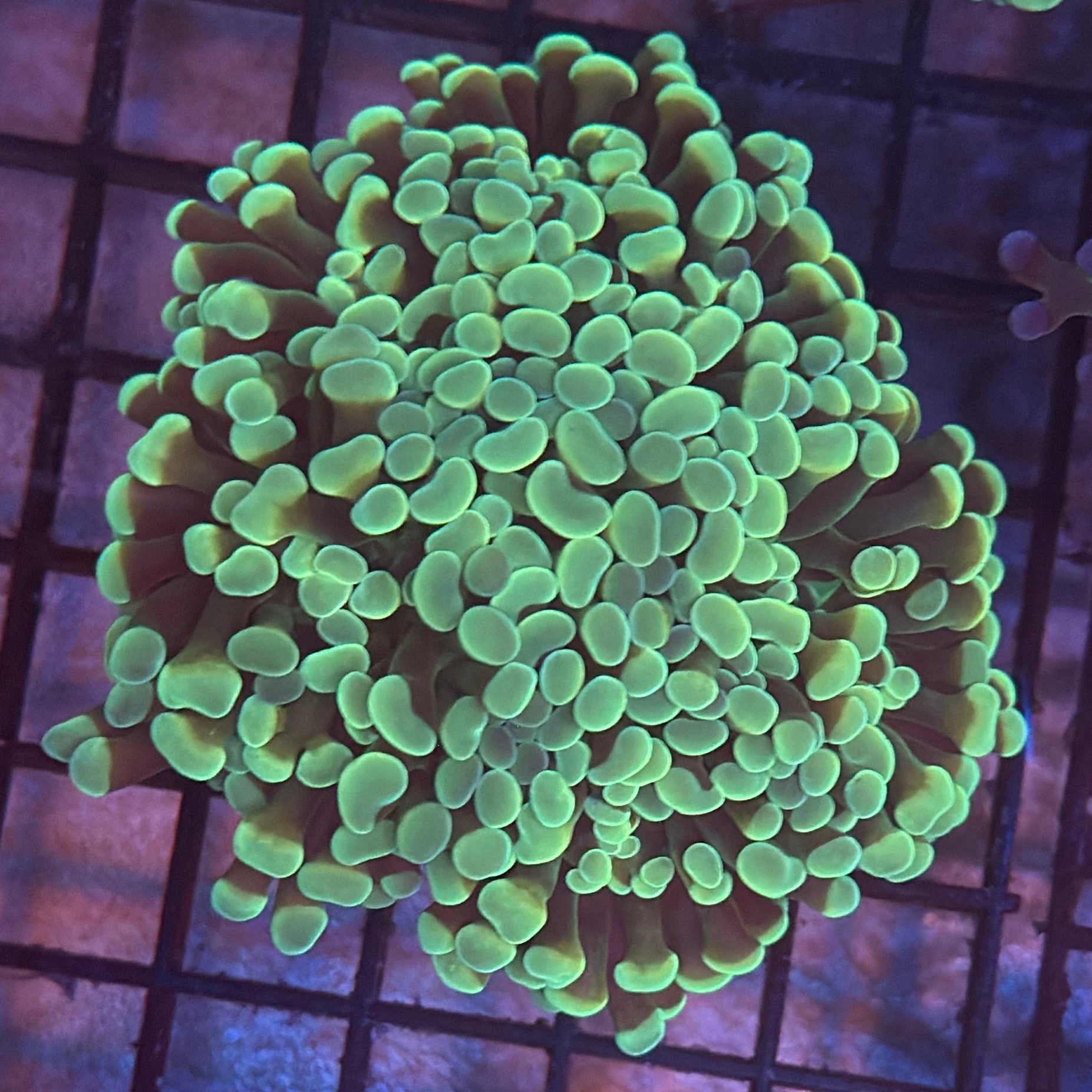 Aquacultured Ultra Gold Branching Hammer Coral R1D5