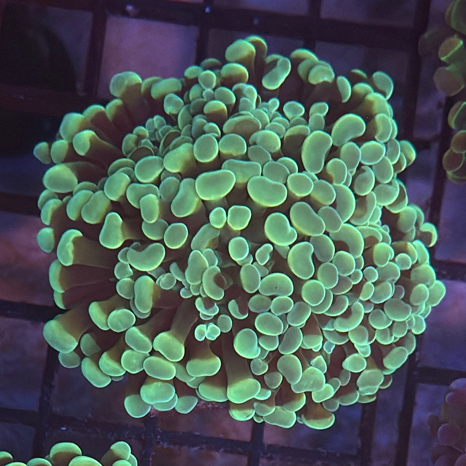 Aquacultured Ultra Gold Branching Hammer Coral R1D6