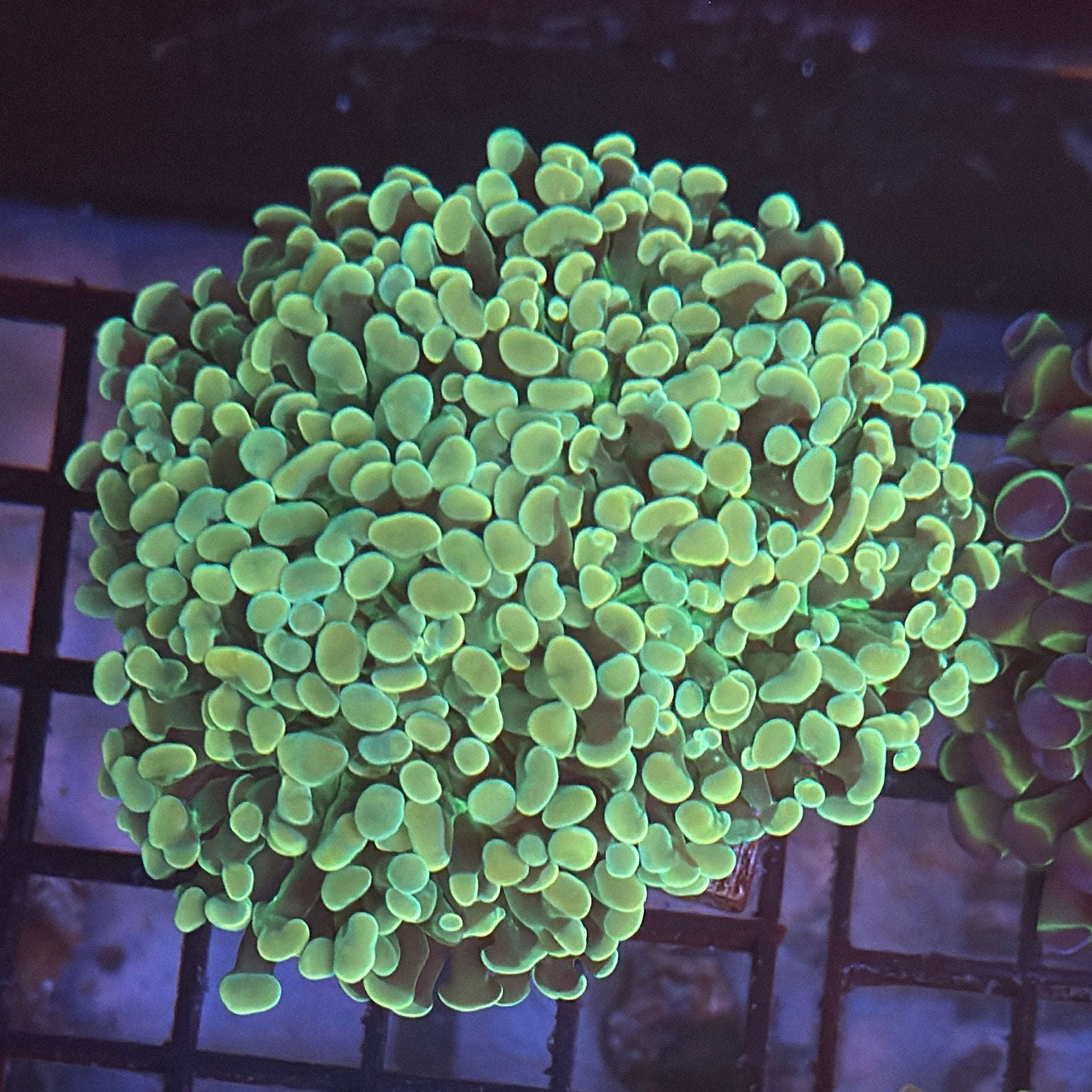 Aquacultured Ultra Gold Branching Hammer Coral R1D7