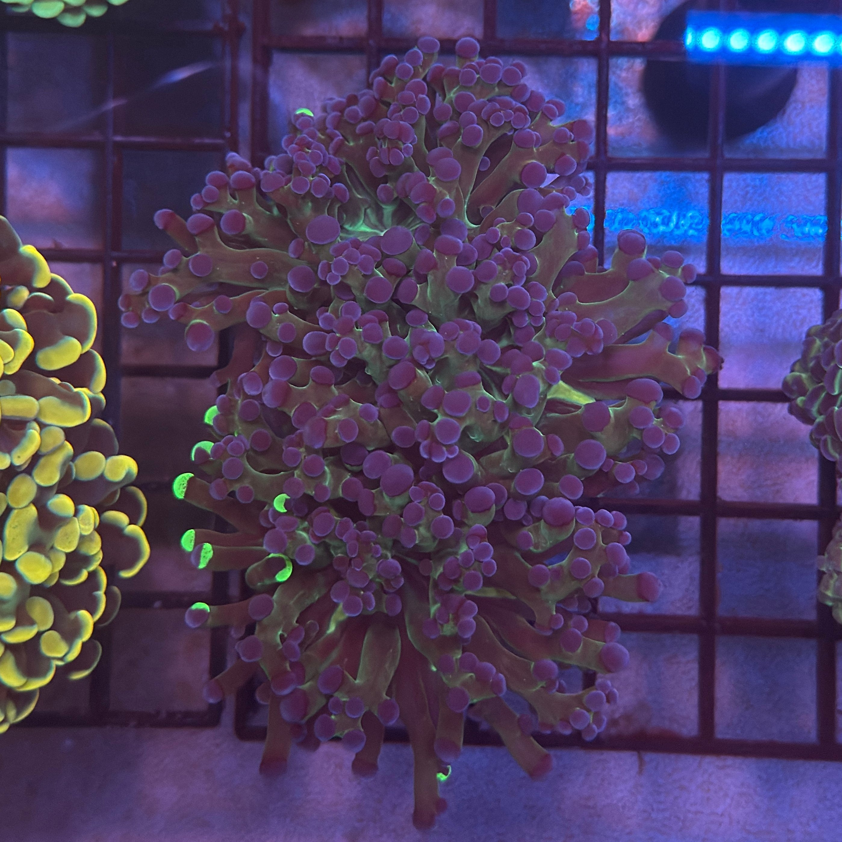 Aquacultured Bi Color Grafted Frogspawn R2A1