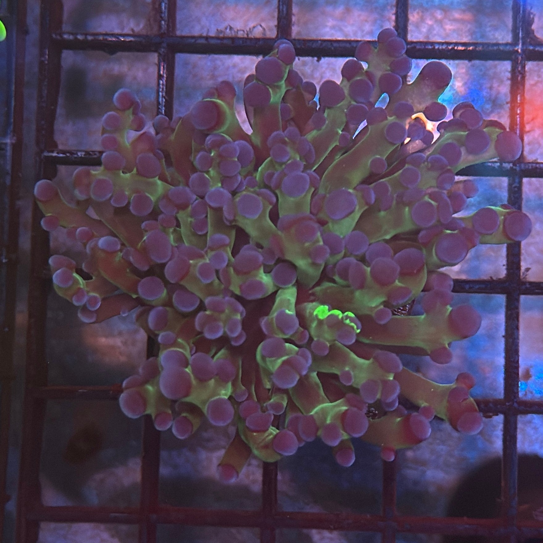 Aquacultured Bi Color Grafted Octospawn R2A2