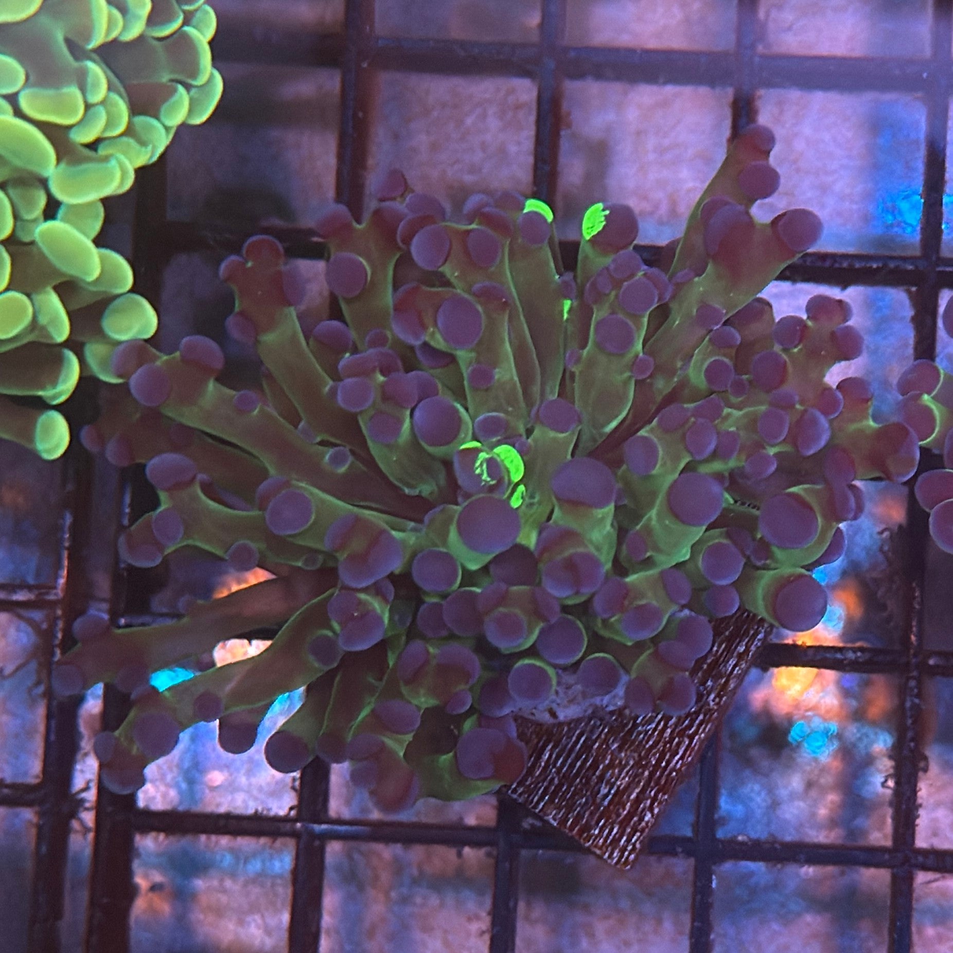 Aquacultured Bi Color Grafted Octospawn R2A3
