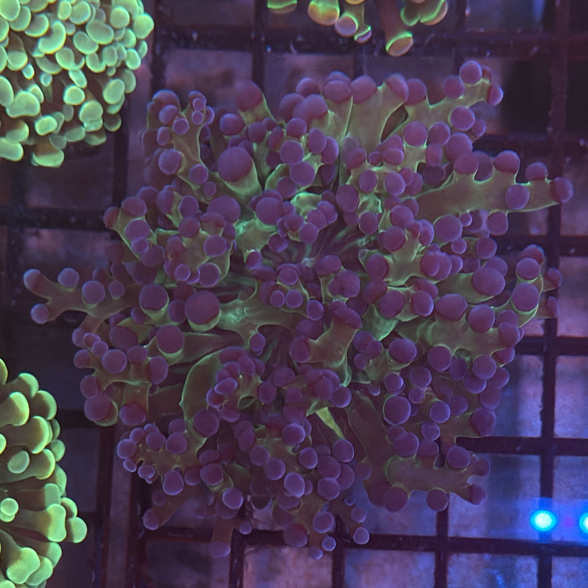 Aquacultured Bi Color Grafted Frogspawn R2A5