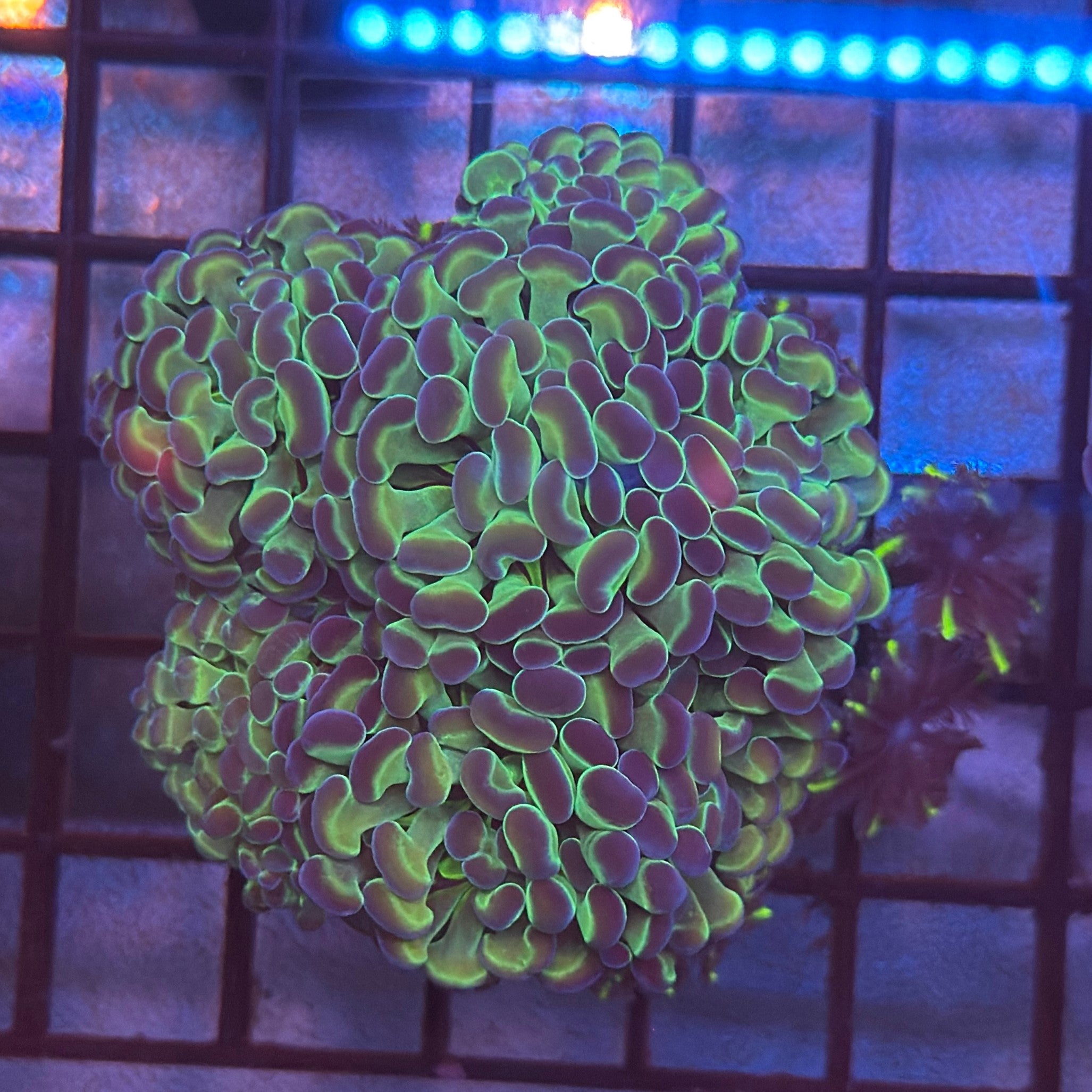Aquacultured Hologram Metallic Hammer with Fireworks Clove Polyps R2B1