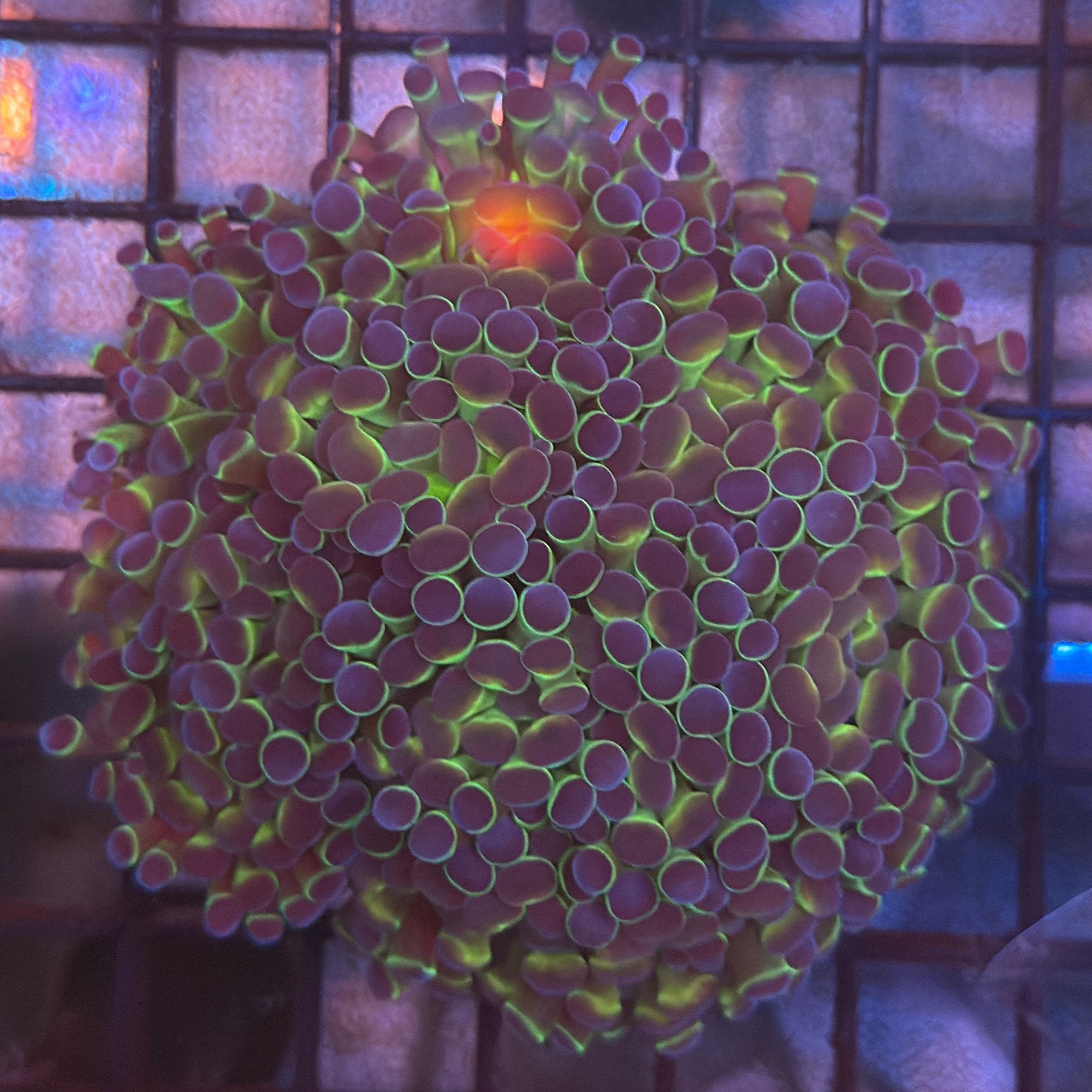 Aquacultured Hologram Metallic Hammer R2B2