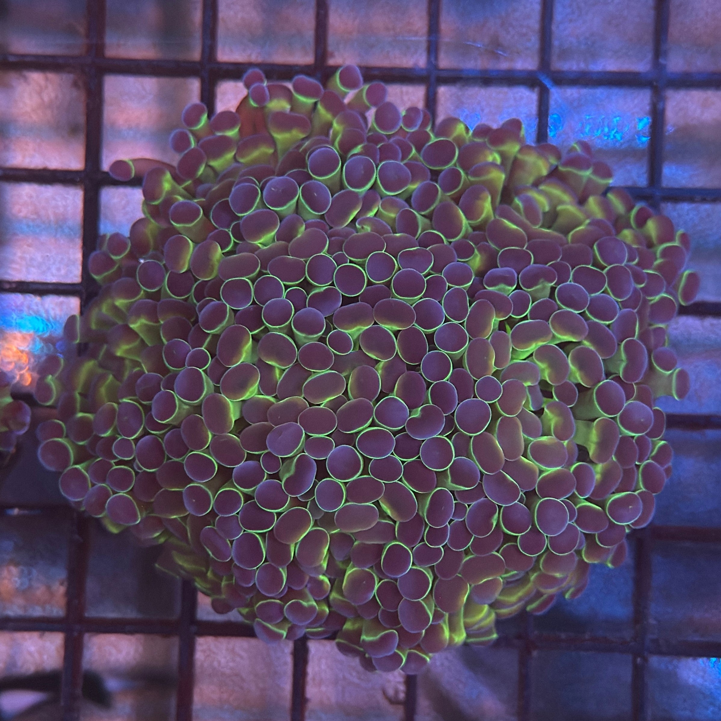 Aquacultured Metallic Hologram Hammer R2B3