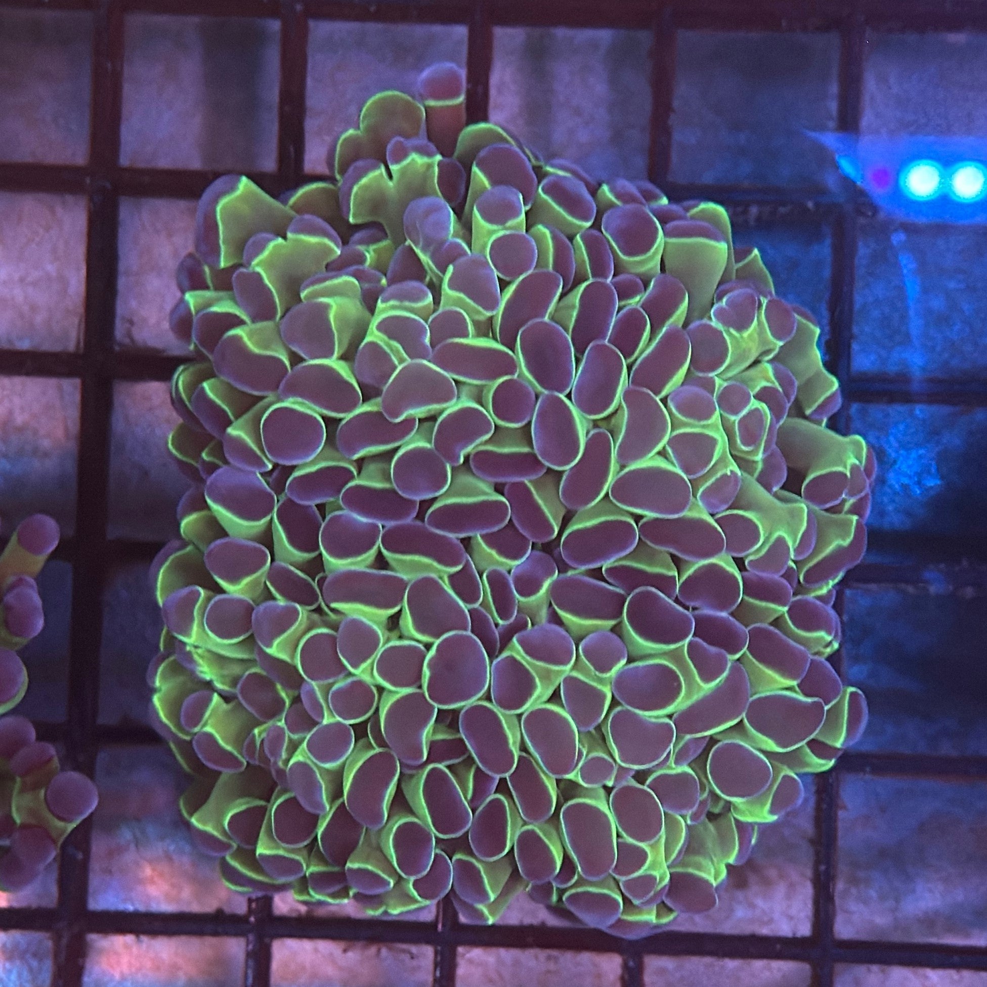 Aquacultured Bi Color Metallic Hammer R2B4