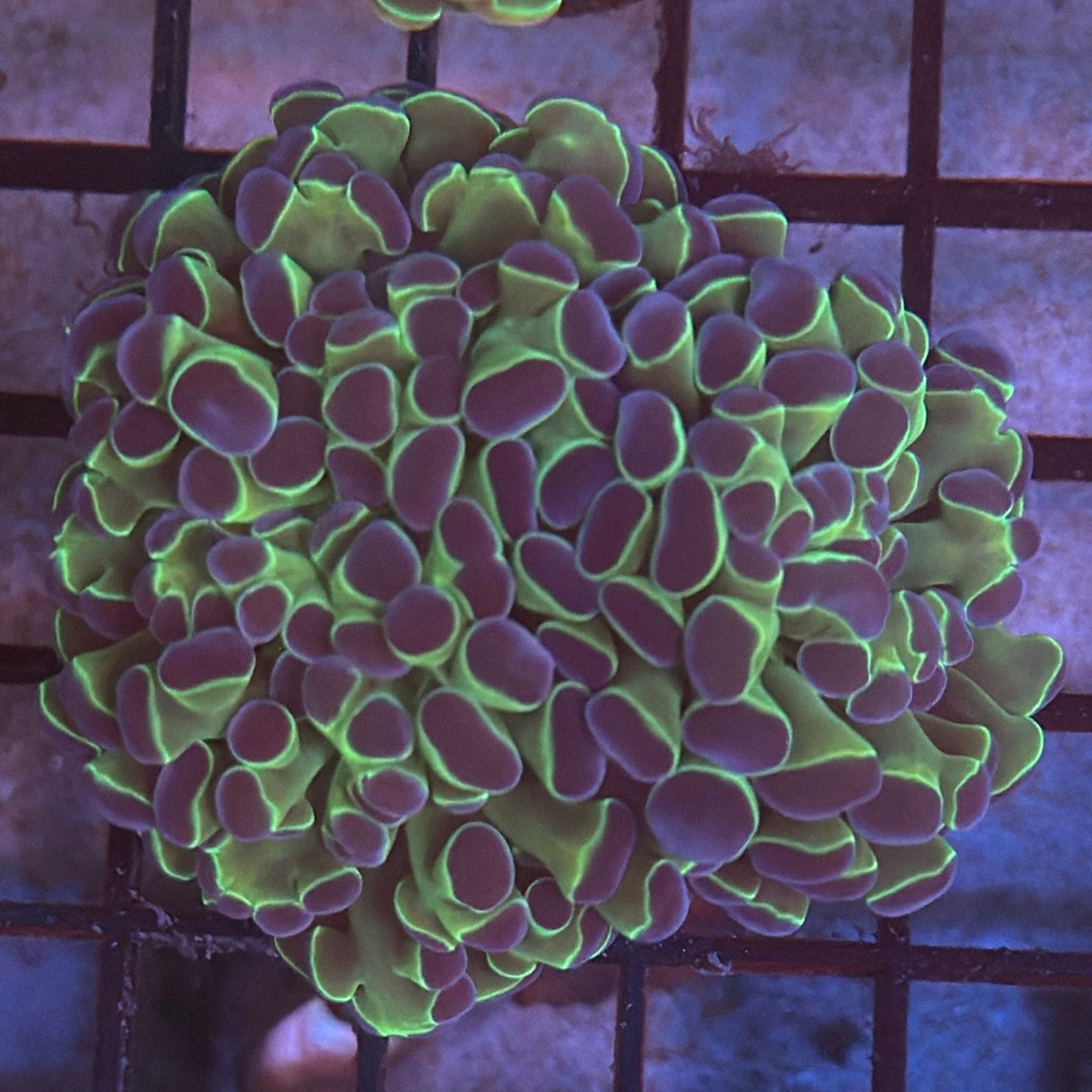 Aquacultured Bi Color Metallic Hammer R2B6