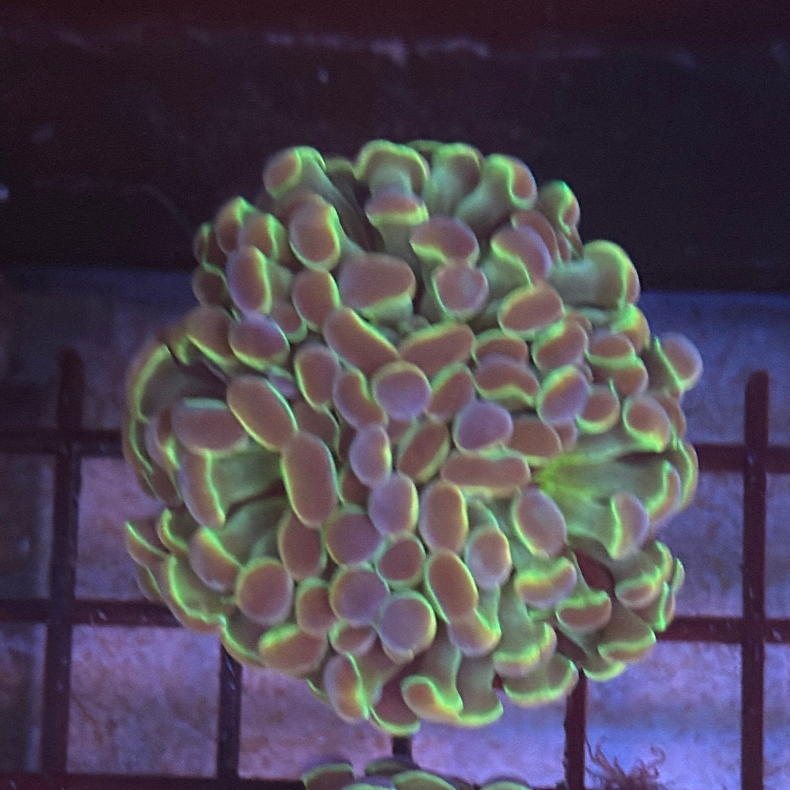 Aquacultured Hologram Gold Metallic Hammer R2B7