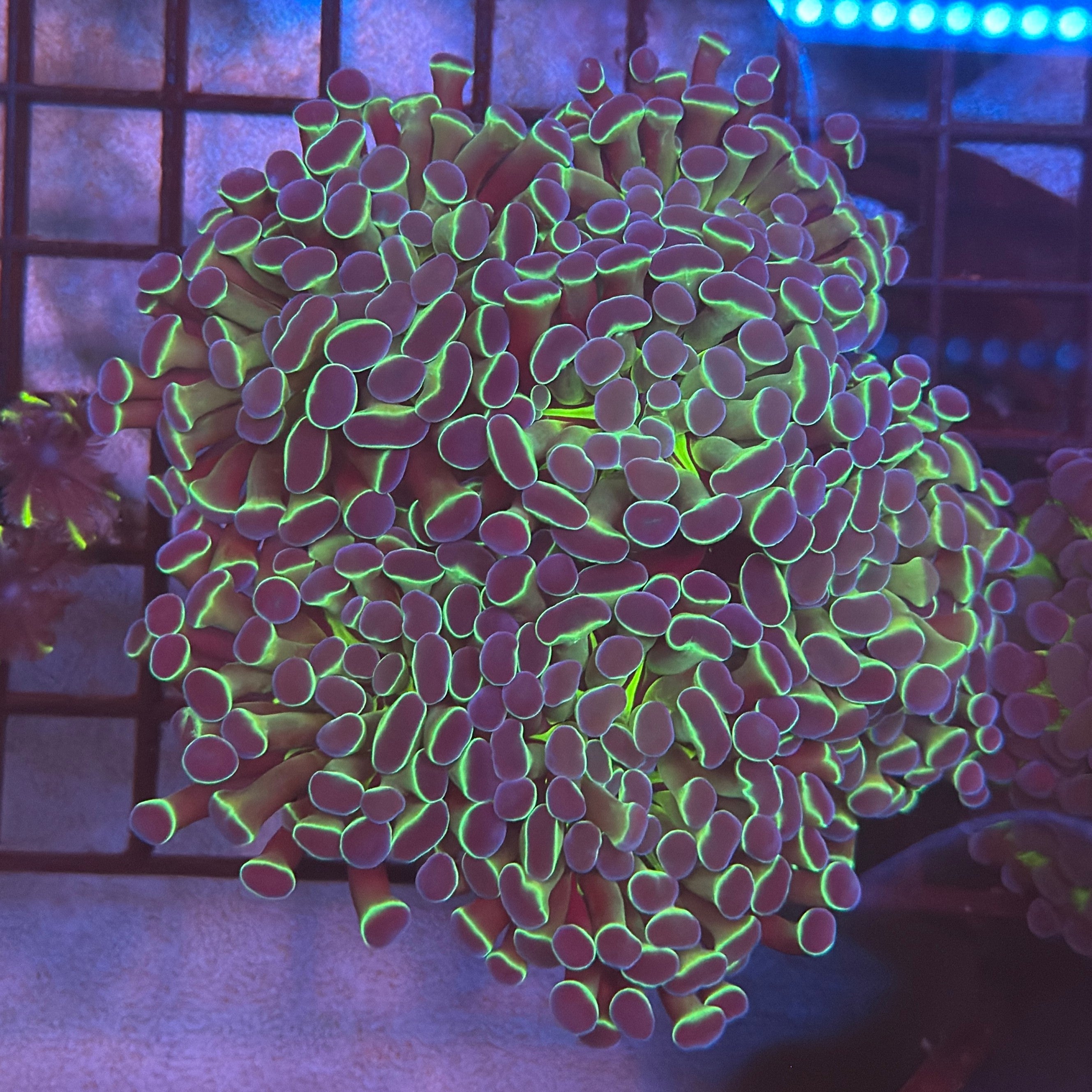 Aquacultured Ultra Bi Color Metallic Hammer R2C1