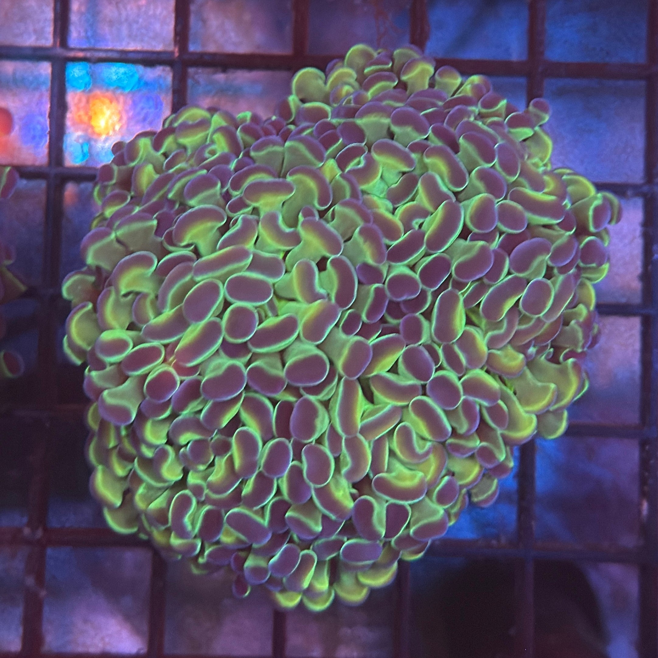 Aquacultured Metallic Hologram Hammer R2C2