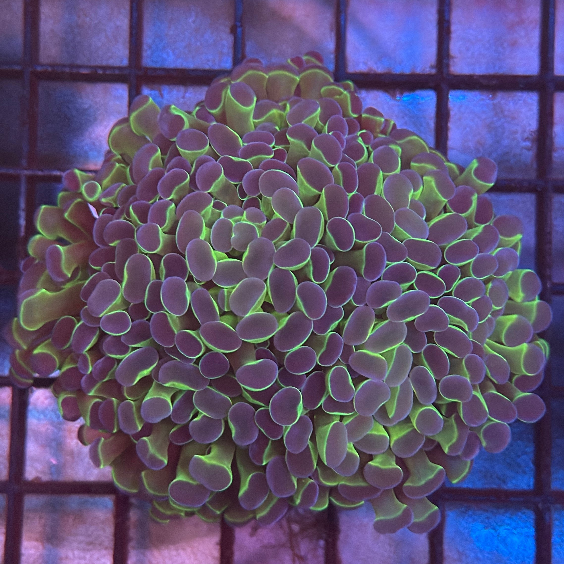 Aquacultured Ultra Bi Color Metallic Hammer R2C3