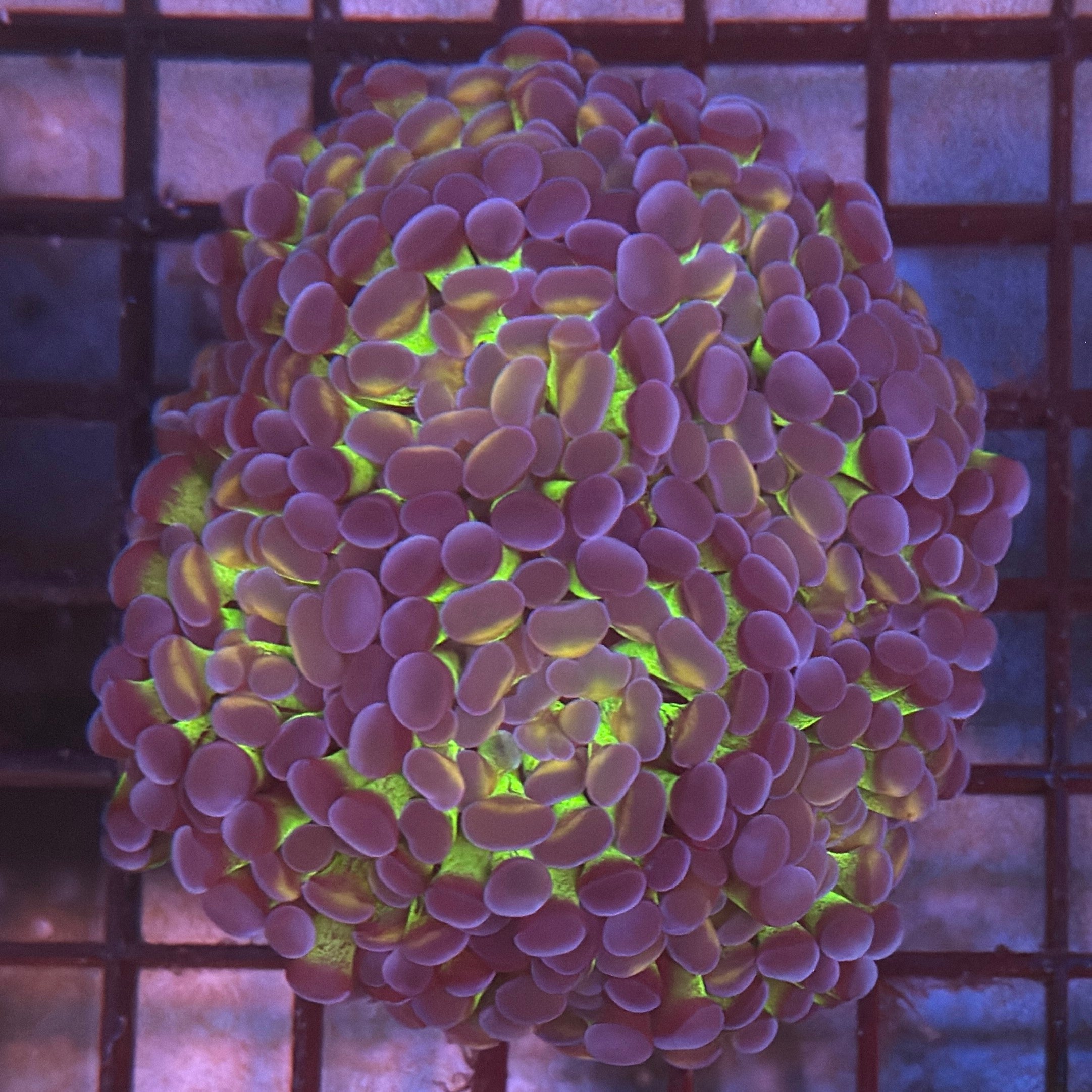 Aquacultured Bright Green Tip Toxic Splatter Hammer R2C5