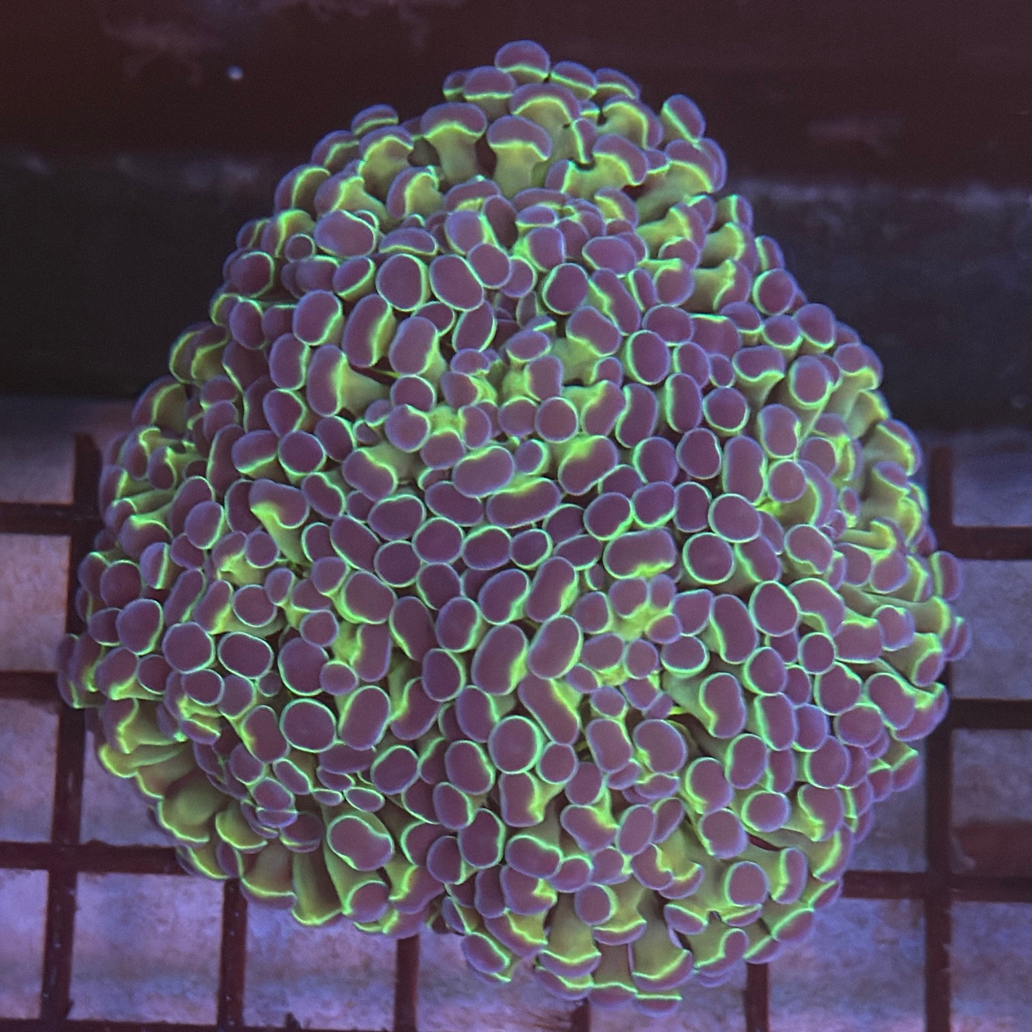 Aquacultured Ultra Bi Color Metallic Hammer R2C6