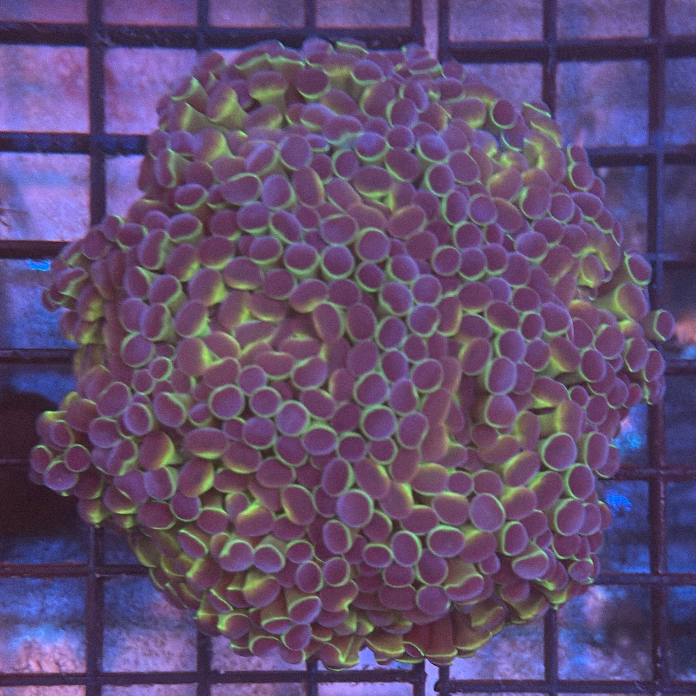 Aquacultured Bi Color Metallic Hammer R2D3