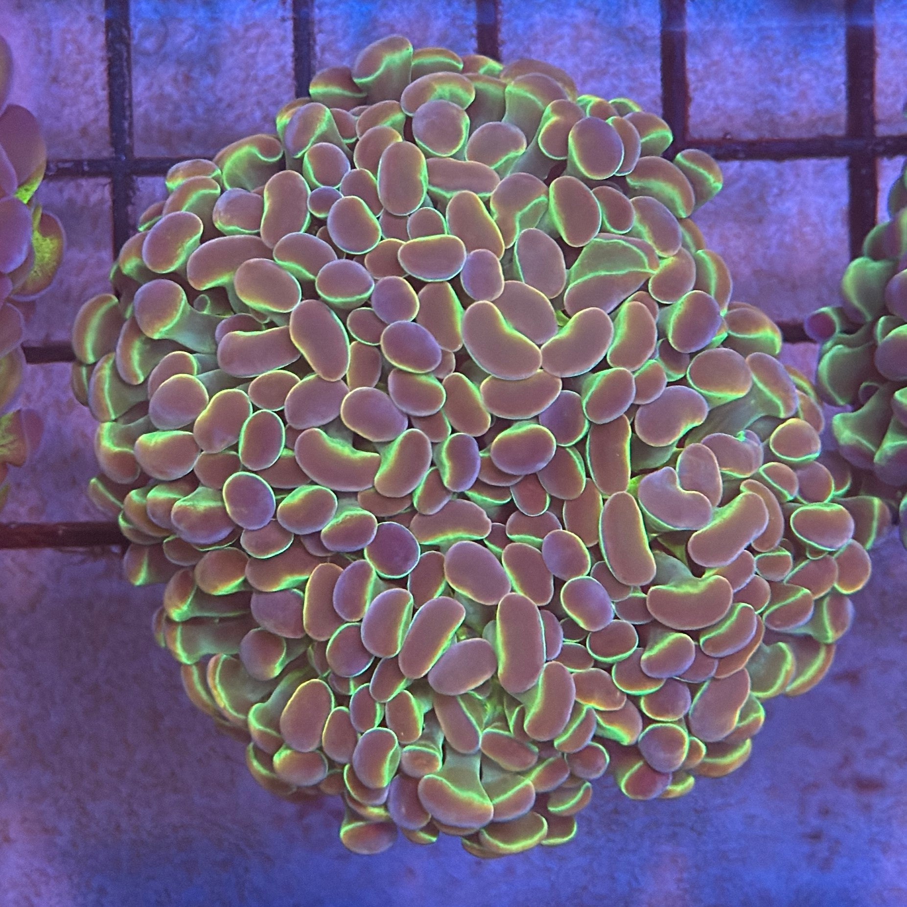 Aquacultured Ultra Gold Metallic Hammer R3A2