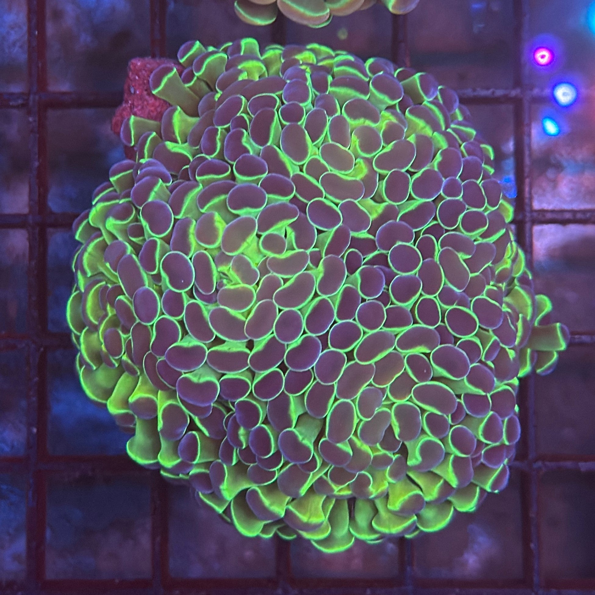 Aquacultured Bi Color Metallic Hammer R3A4