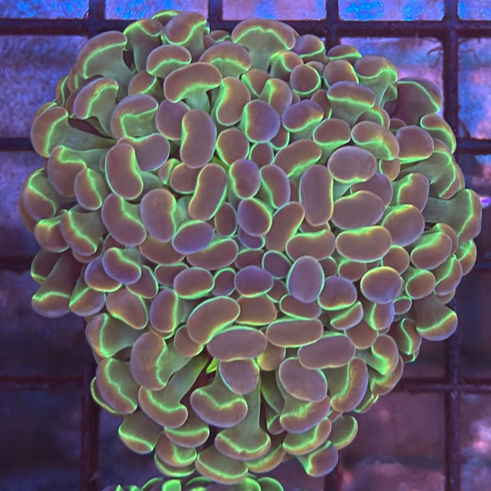 Aquacultured Ultra Gold Hologram Hammer R3A5