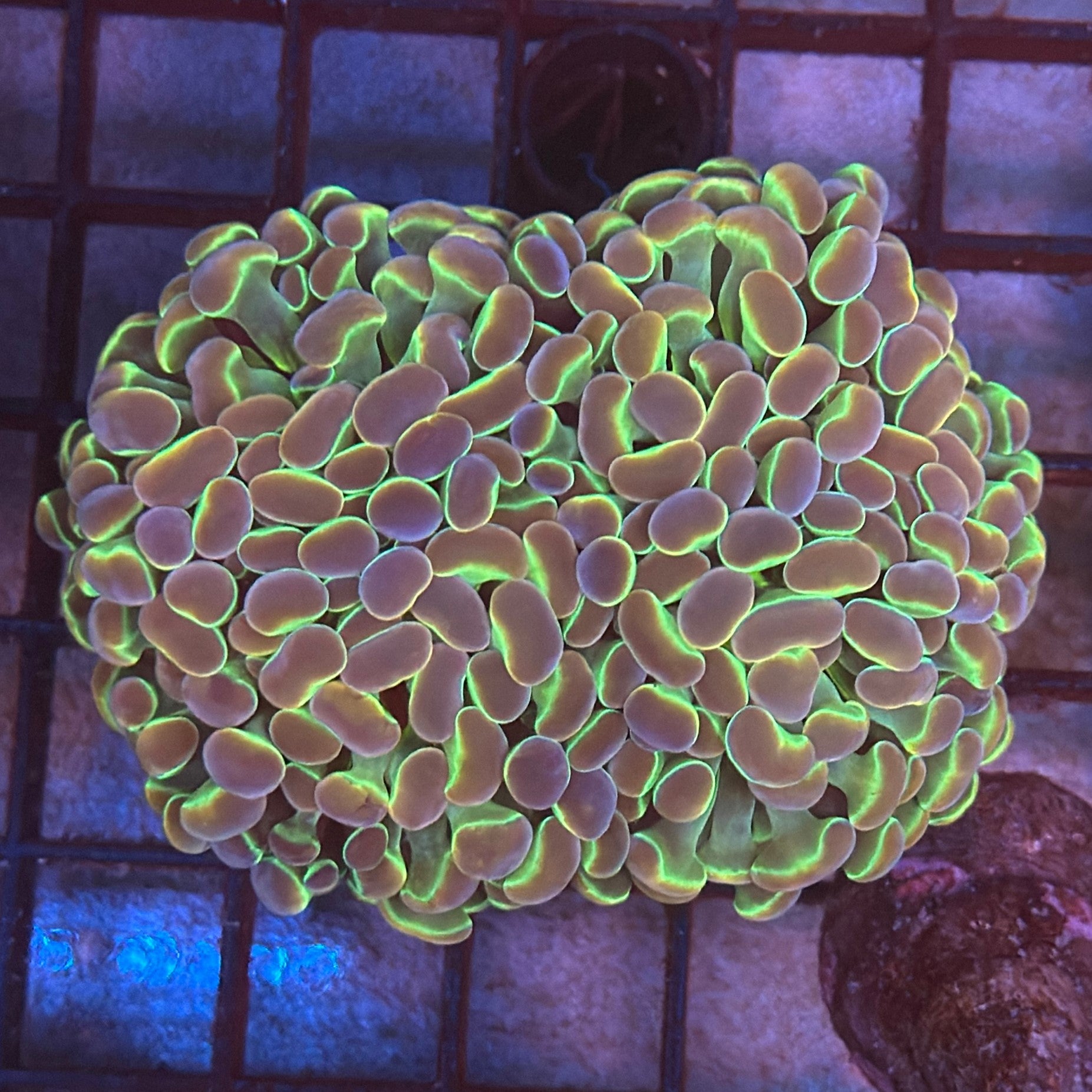 Aquacultured Ultra Gold Hologram Hammer R3A7
