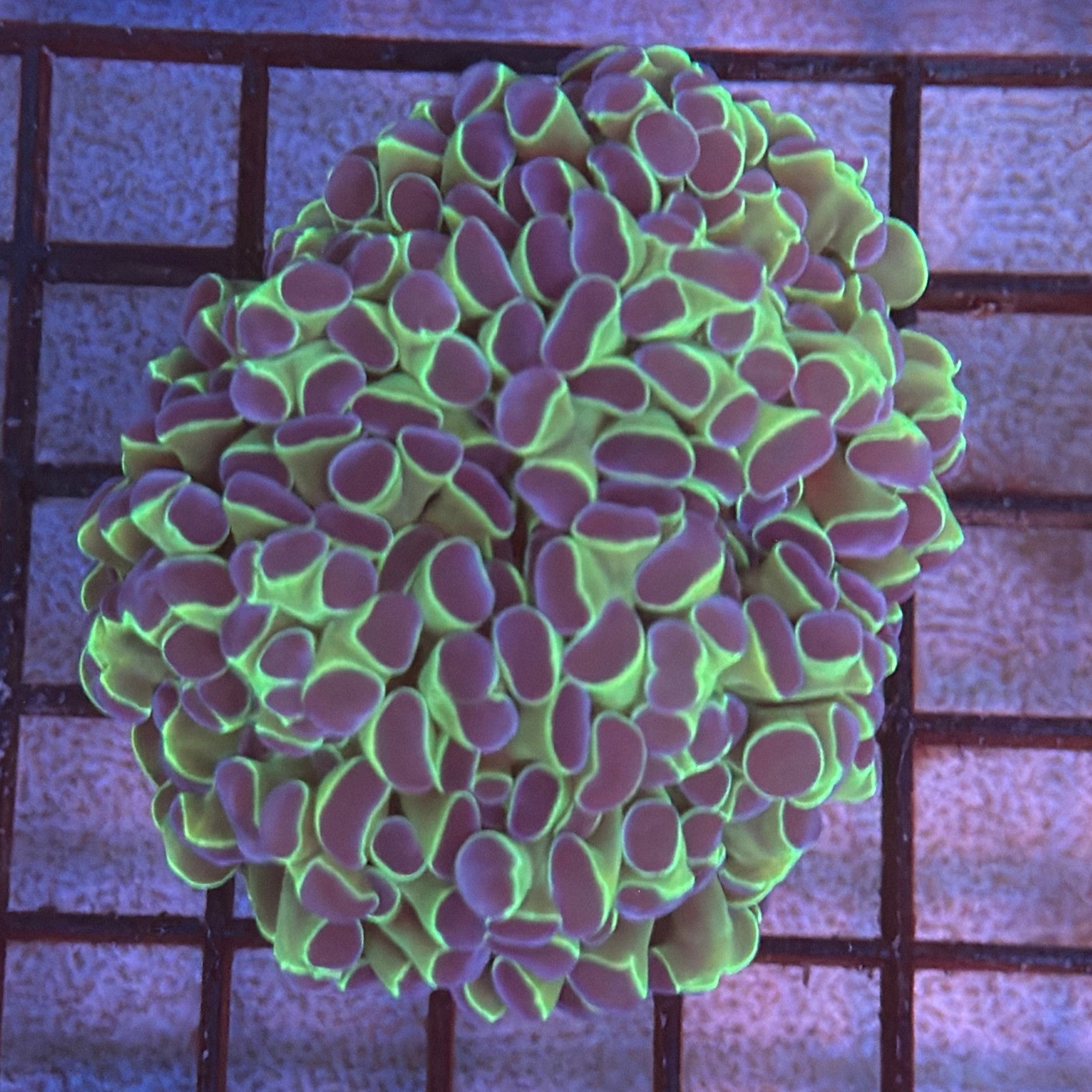 Aquacultured Bi Color Metallic Hammer R3A8