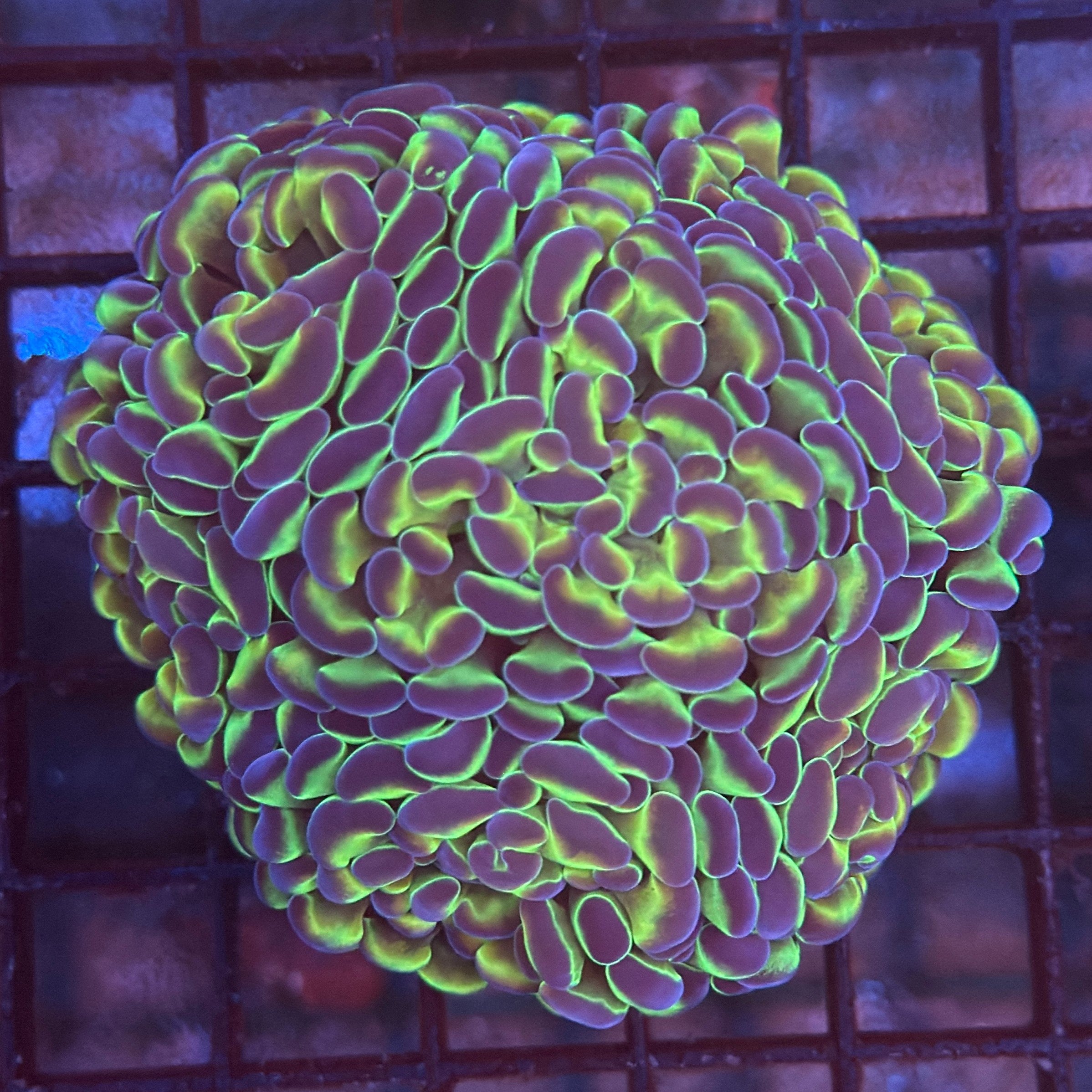 Aquacultured Ultra Gold Metallic Hammer R3B4