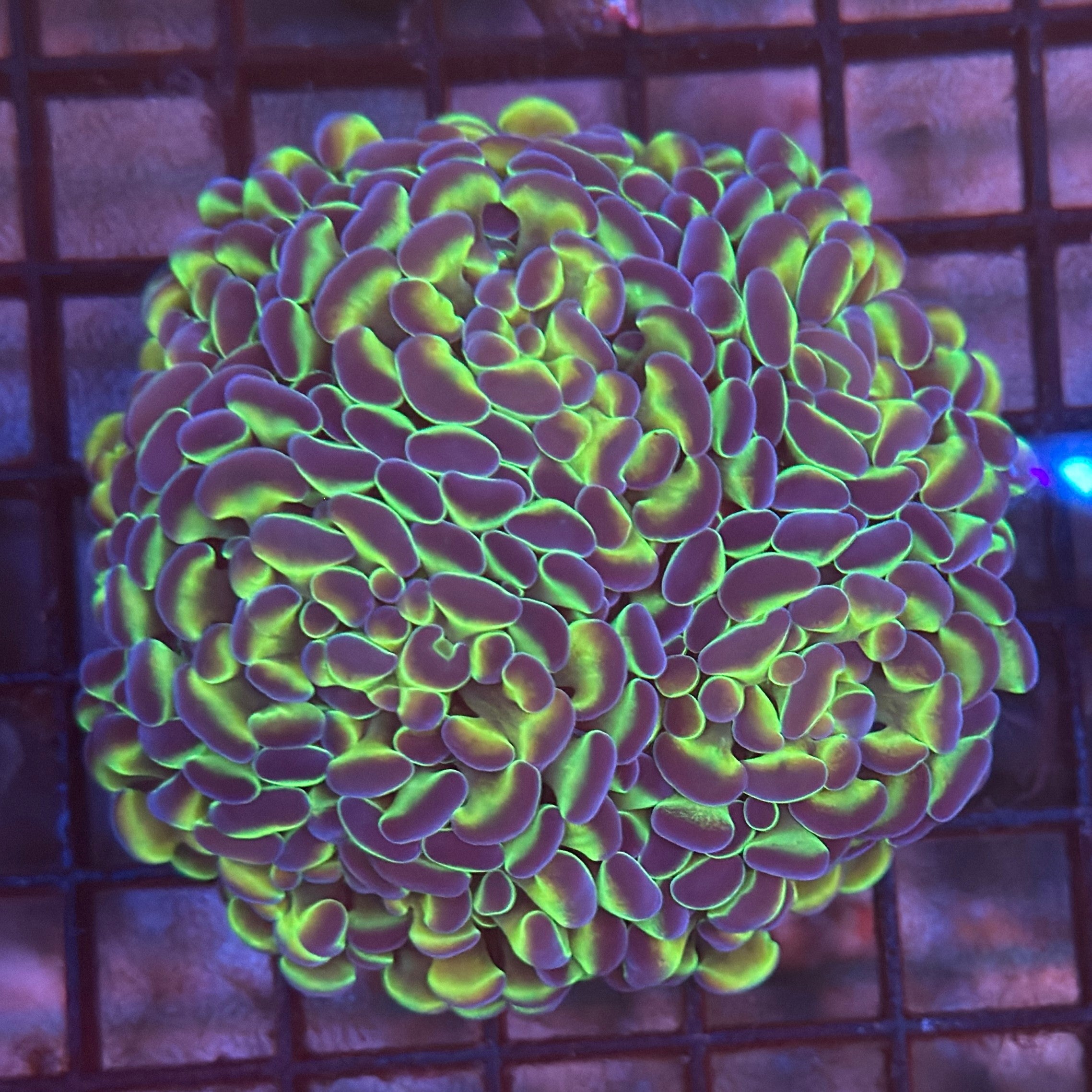 Aquacultured Ultra Gold Metallic Hammer R3B5
