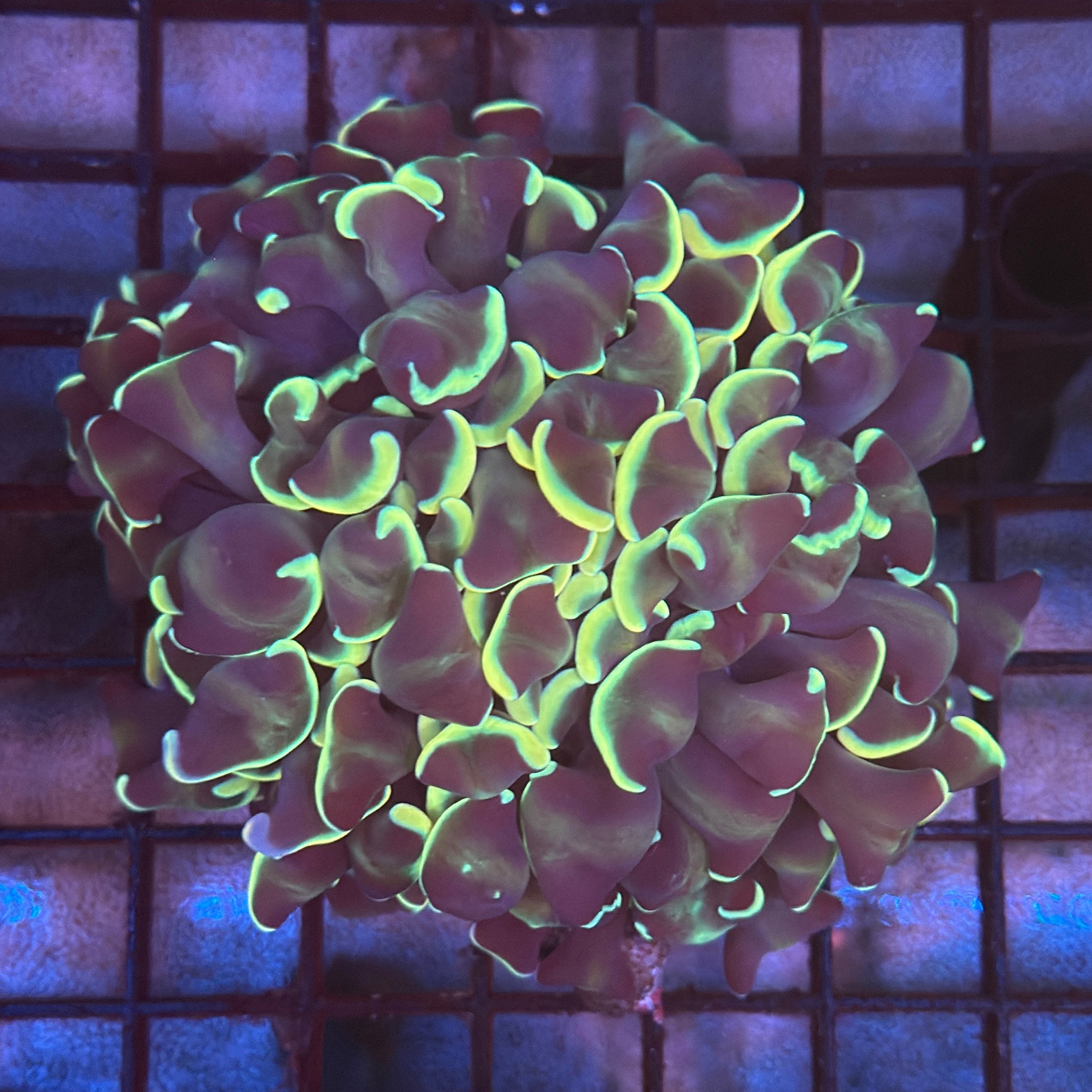 Aquacultured Gold Honeycomb Hammer R3B6
