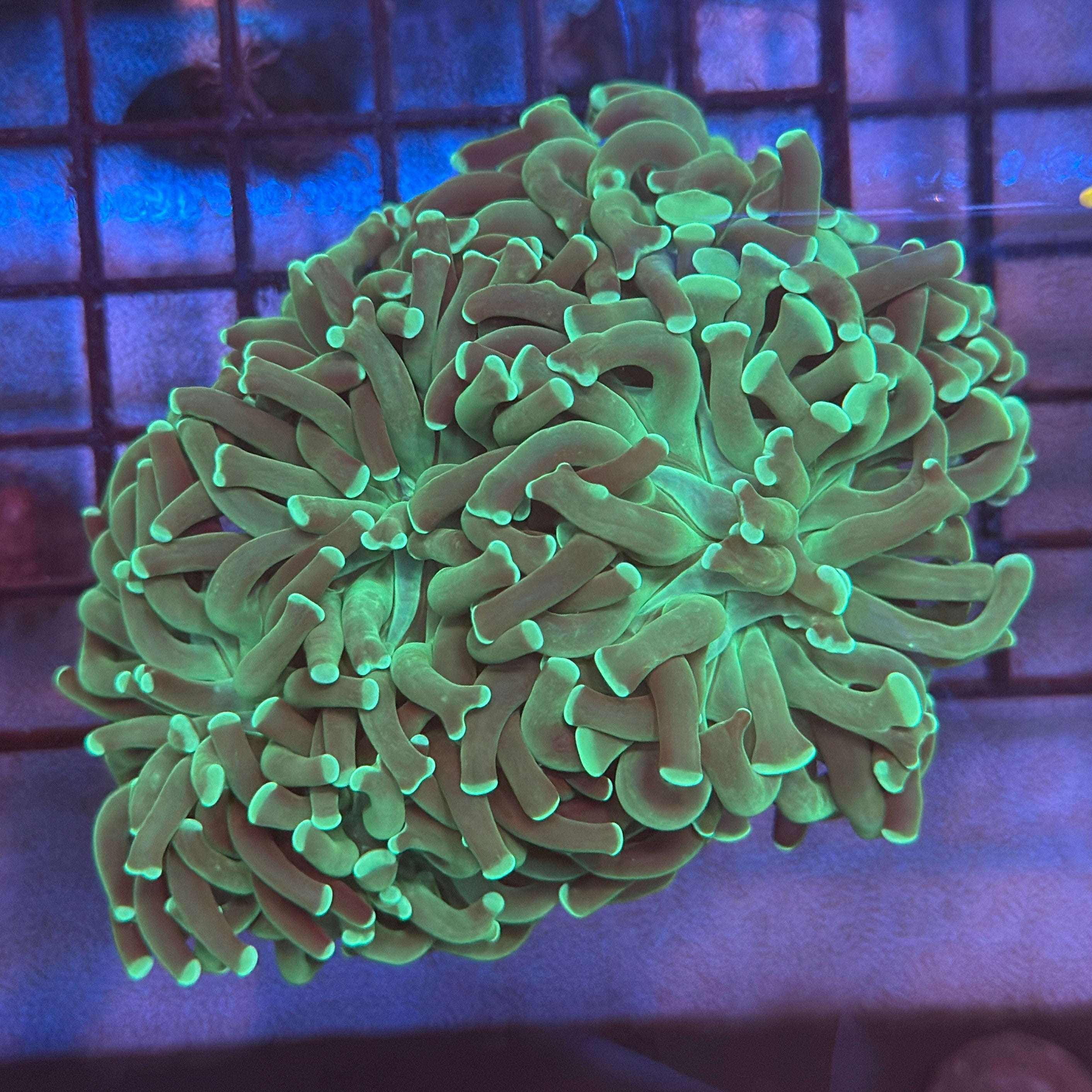 Aquacultured Ultra Mint Green Hammer R3C1