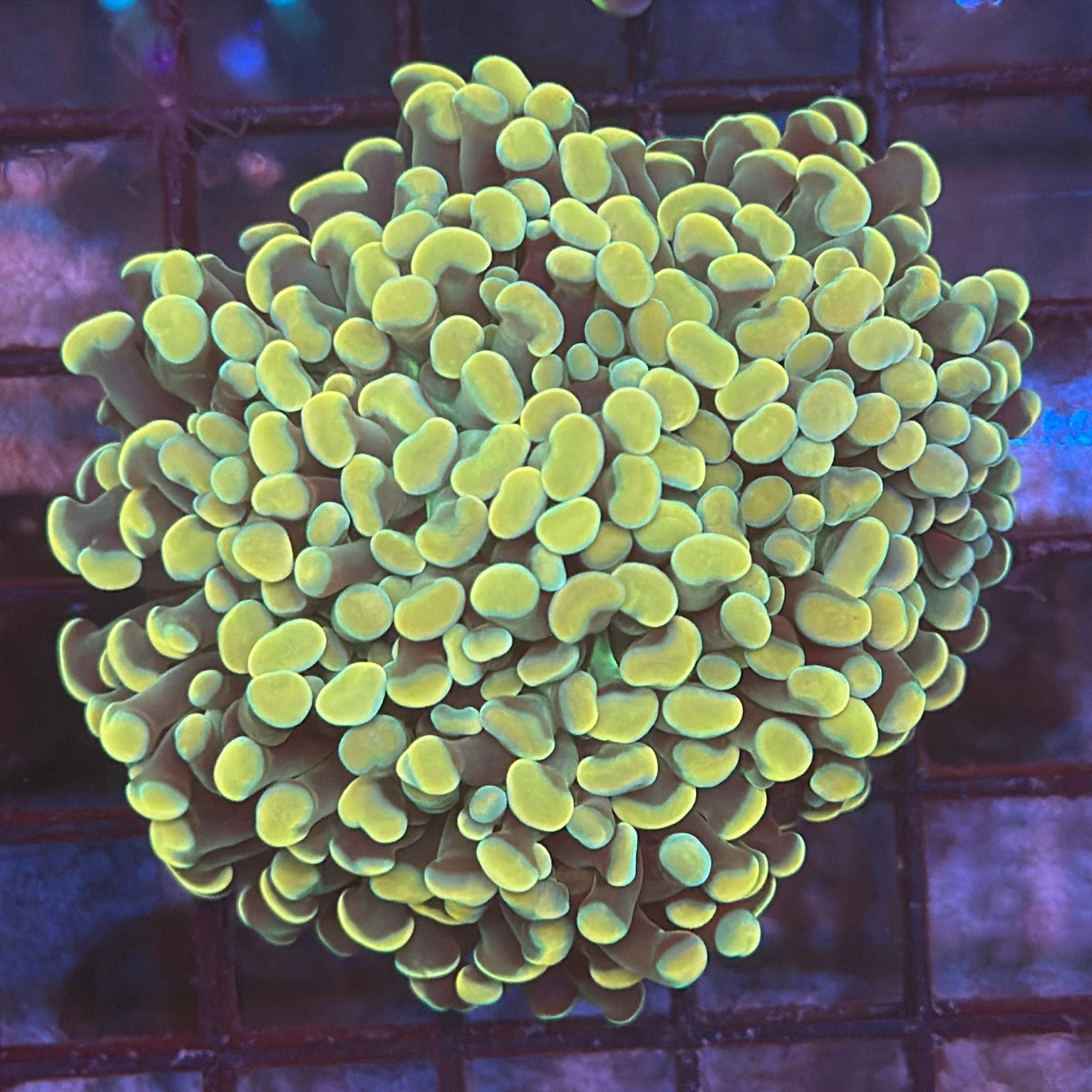 Aquacultured Ultra Gold Branching Hammer Coral R3C2