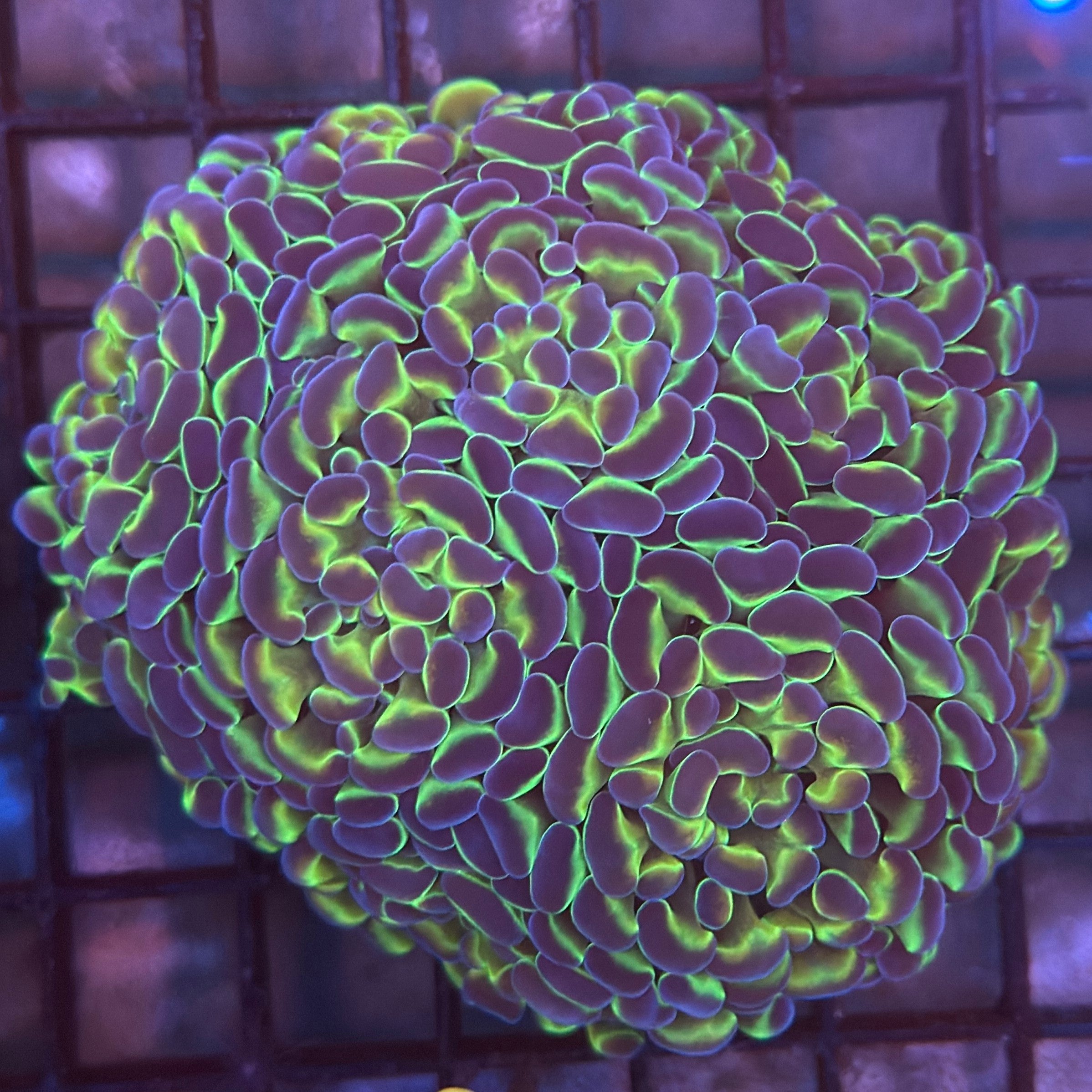 Aquacultured Bi Color Metallic Hammer R3C3