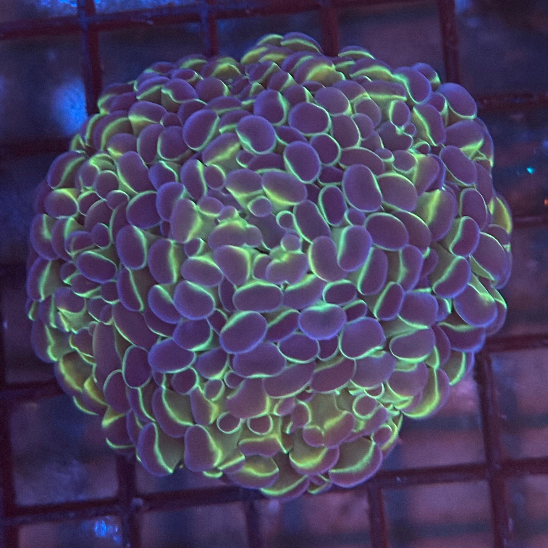 Aquacultured Bi Color Metallic Hammer R3C4