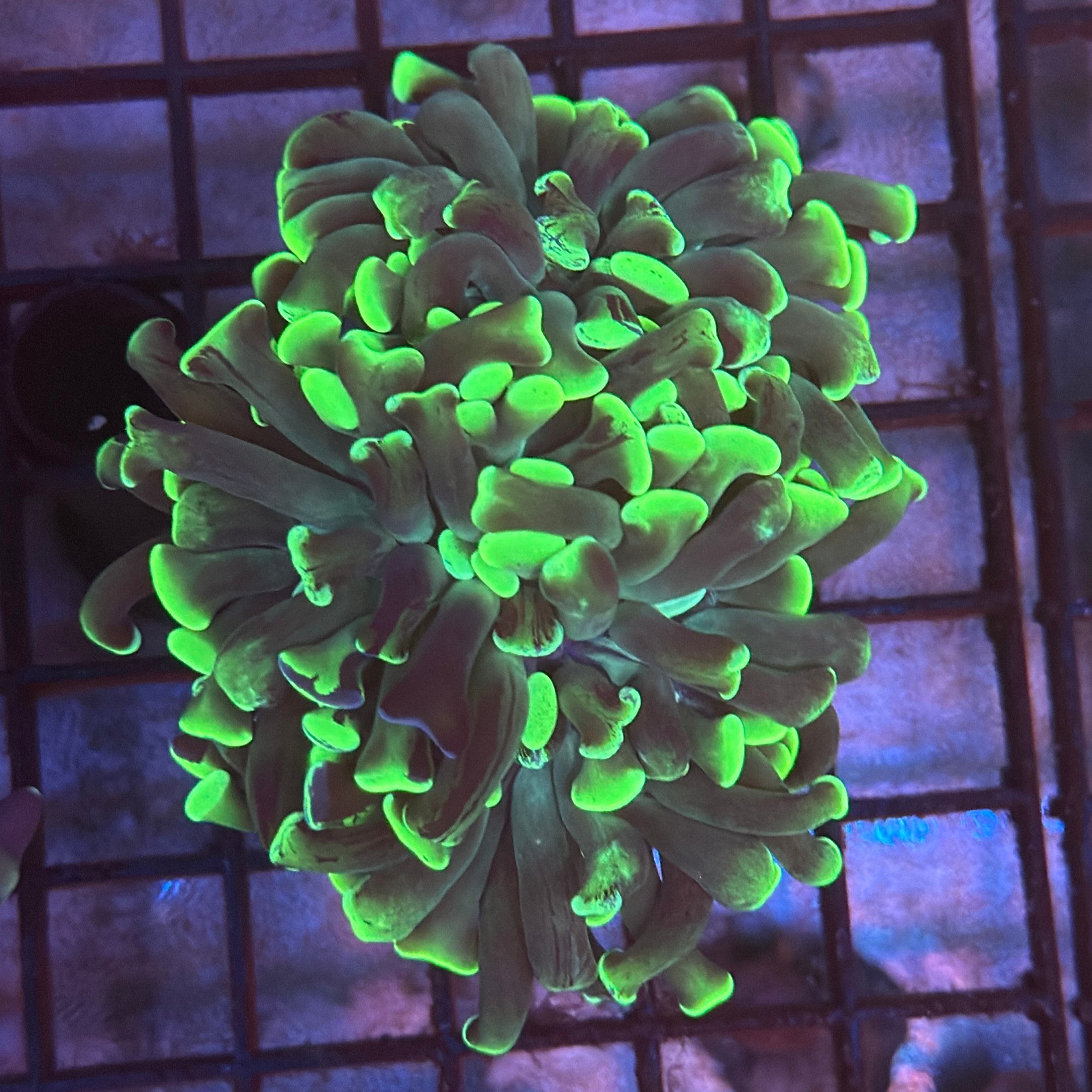 Aquacultured Minty Green Hammer R3C6