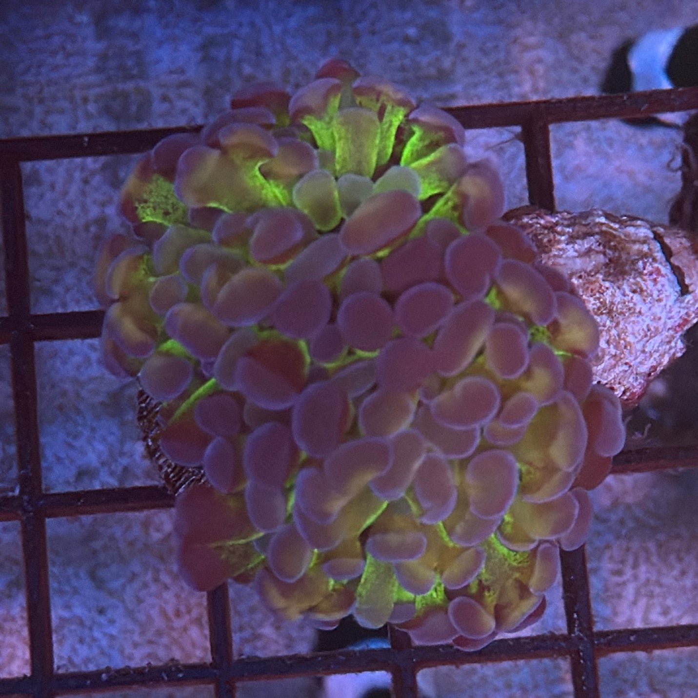 Aquacultured Ultra Bi Color Metallic Splatter Hammer R3C7