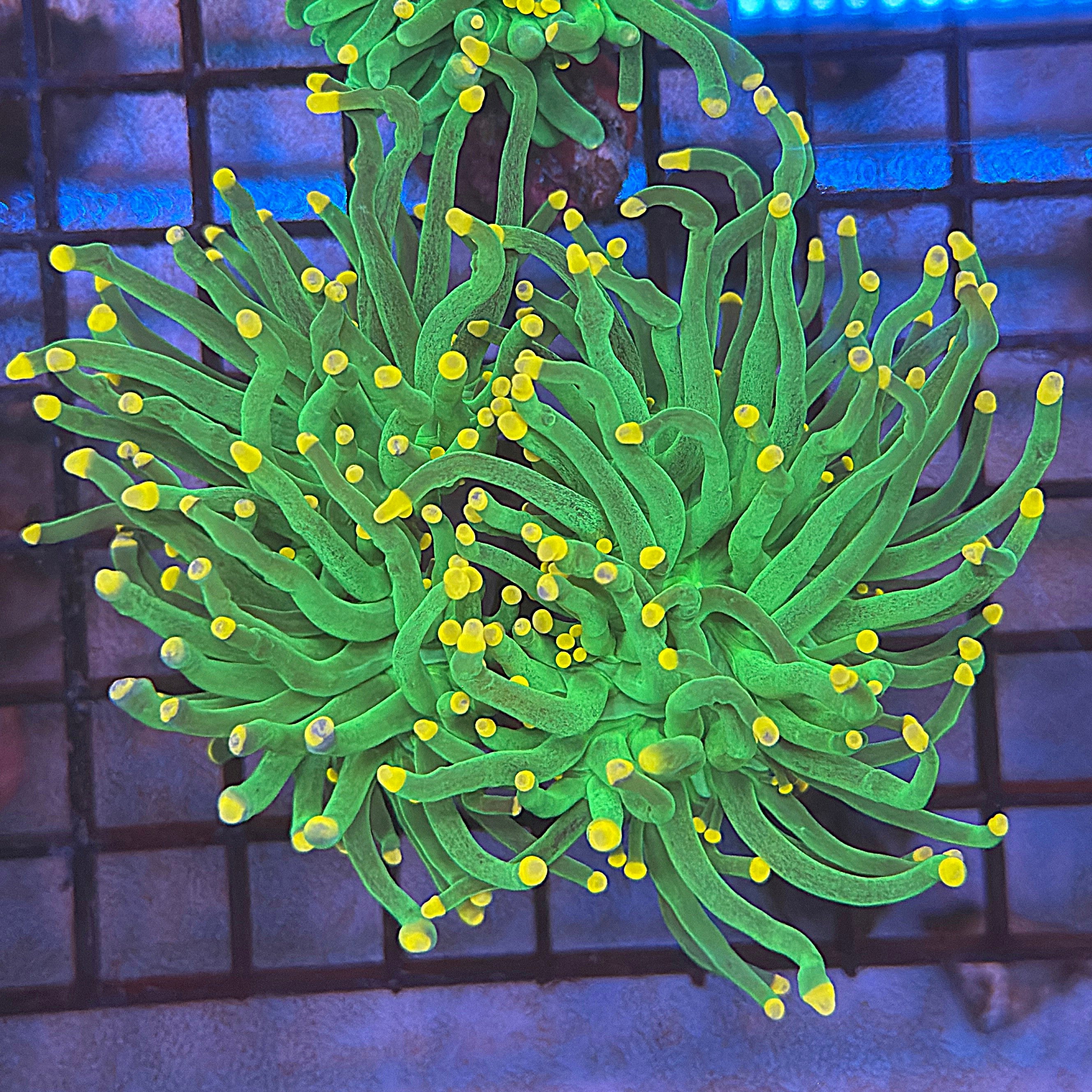 Green with Pink Tips Torch Coral R4A1