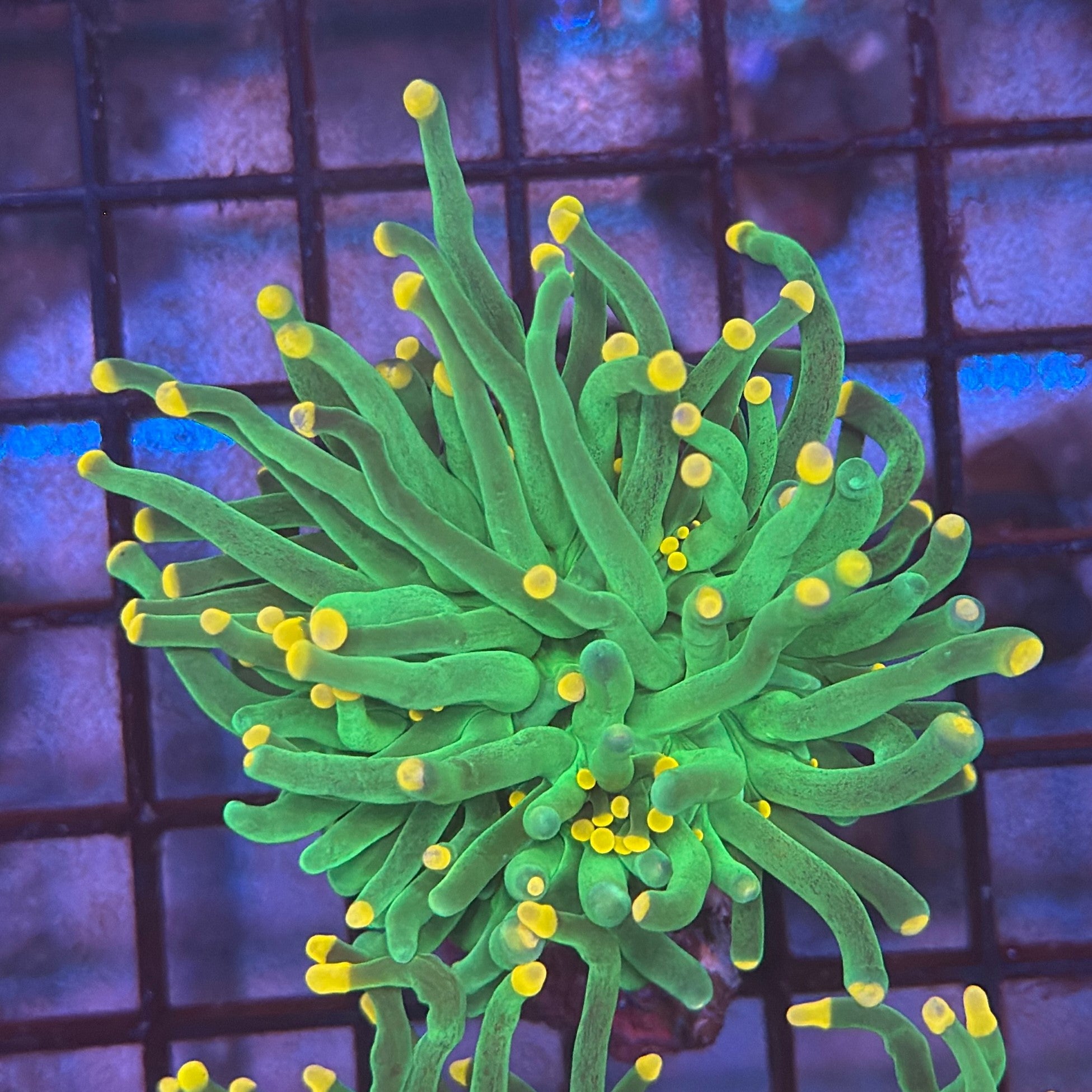 Green with Pink Tips Torch Coral R4A2