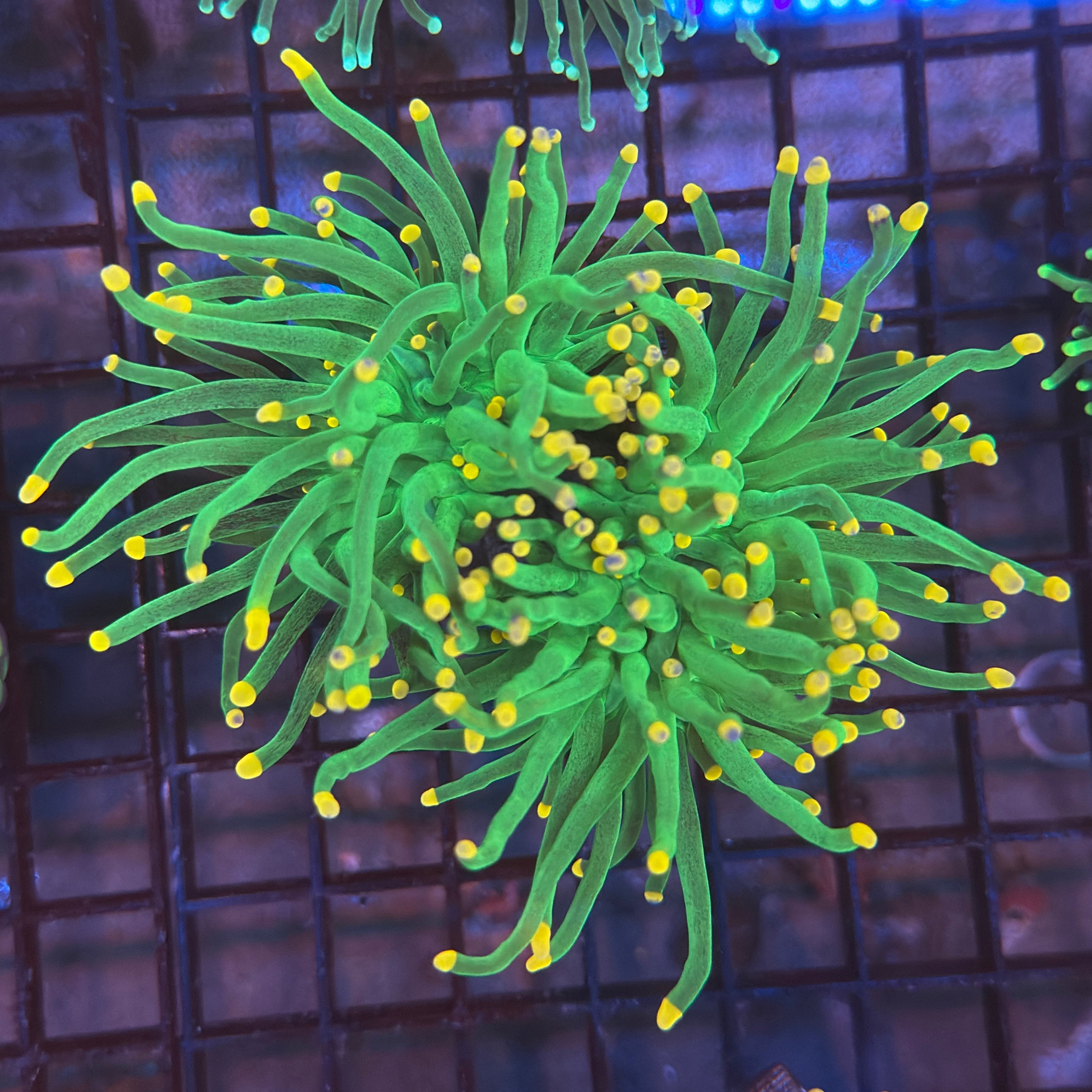 Green with Pink Tips Torch Coral R4A4