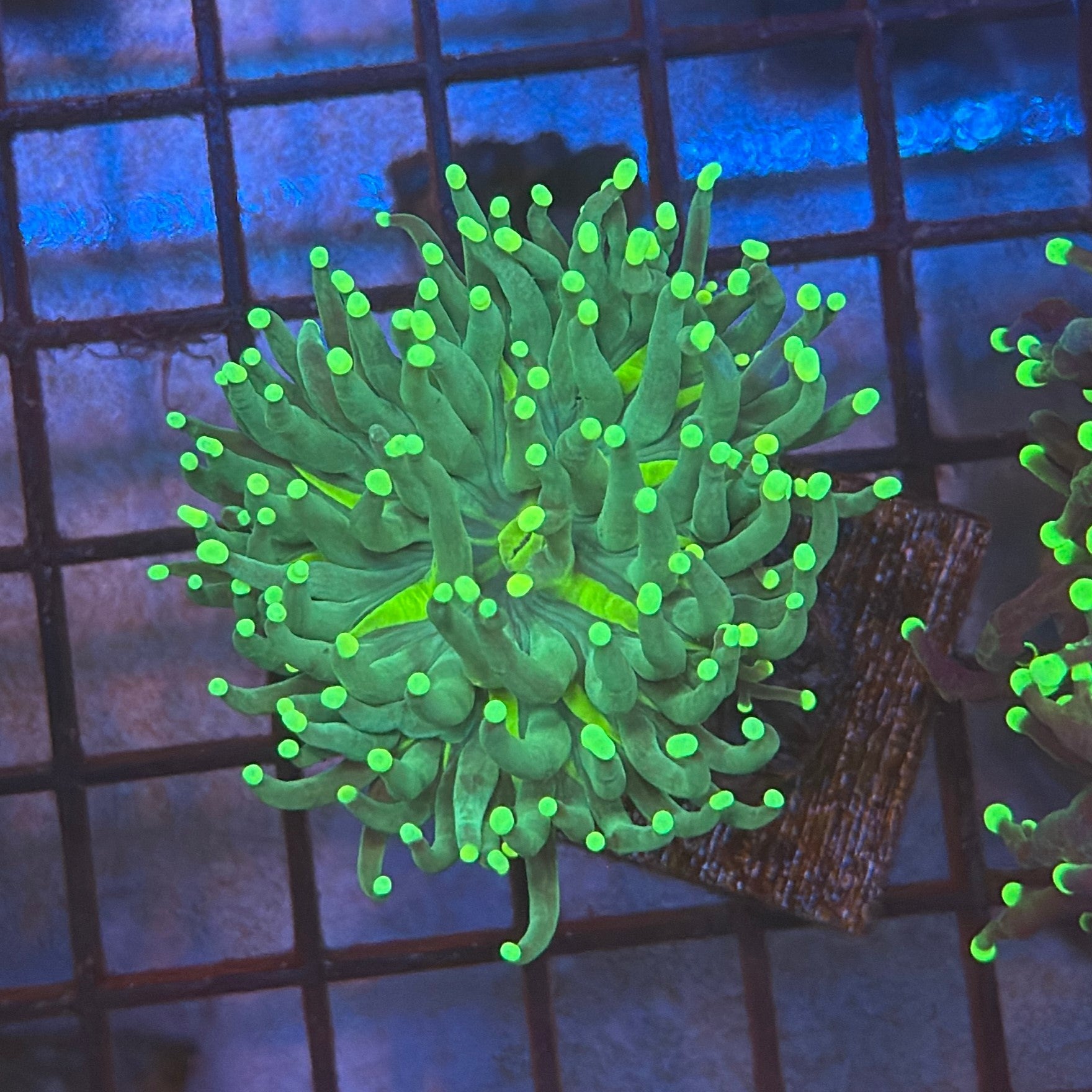Green with Light Tips Torch Coral R4B1