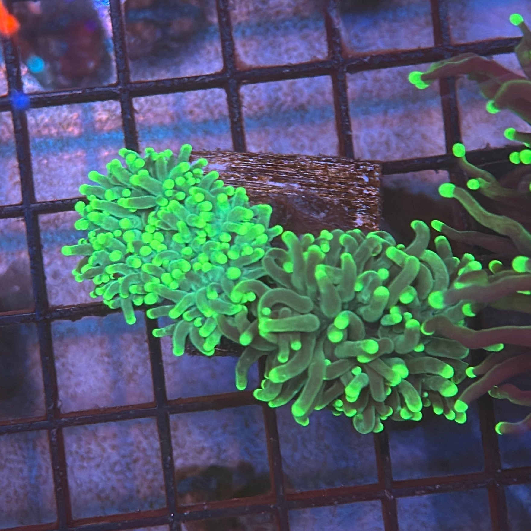 Green with Light Tips Torch Coral R4B2