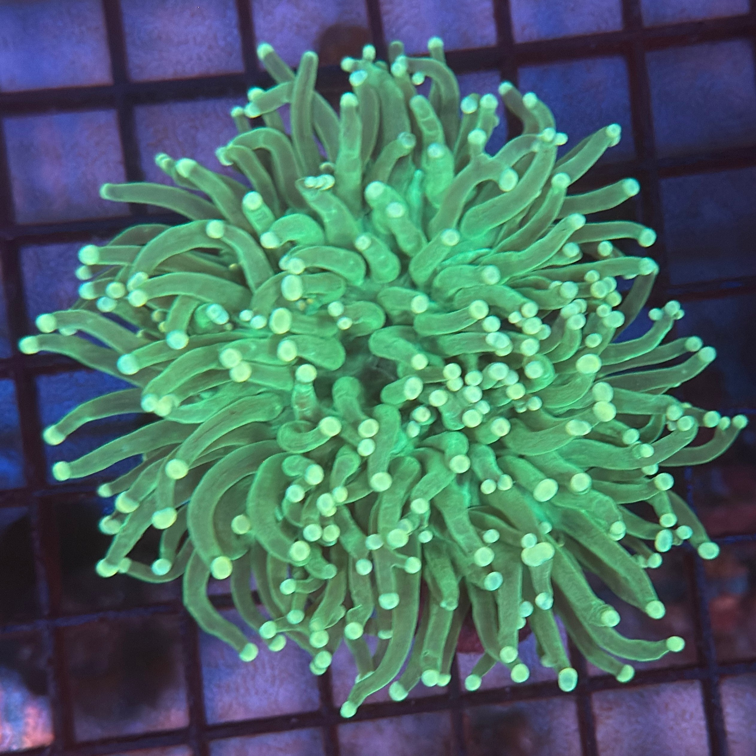 Green with Light Tips Torch Coral R4B5
