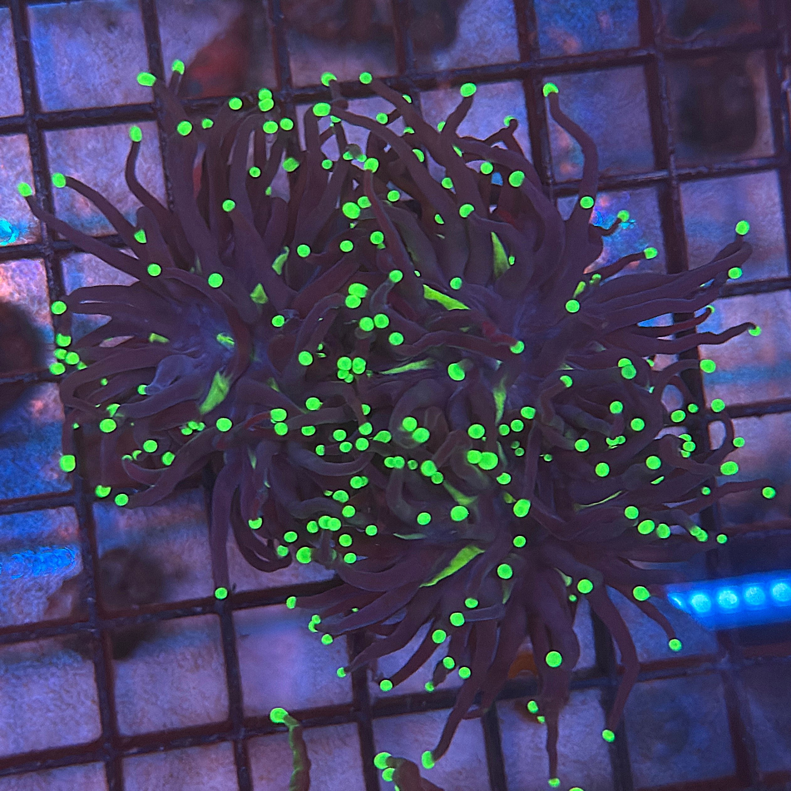 Black Light Torch Coral R4C3