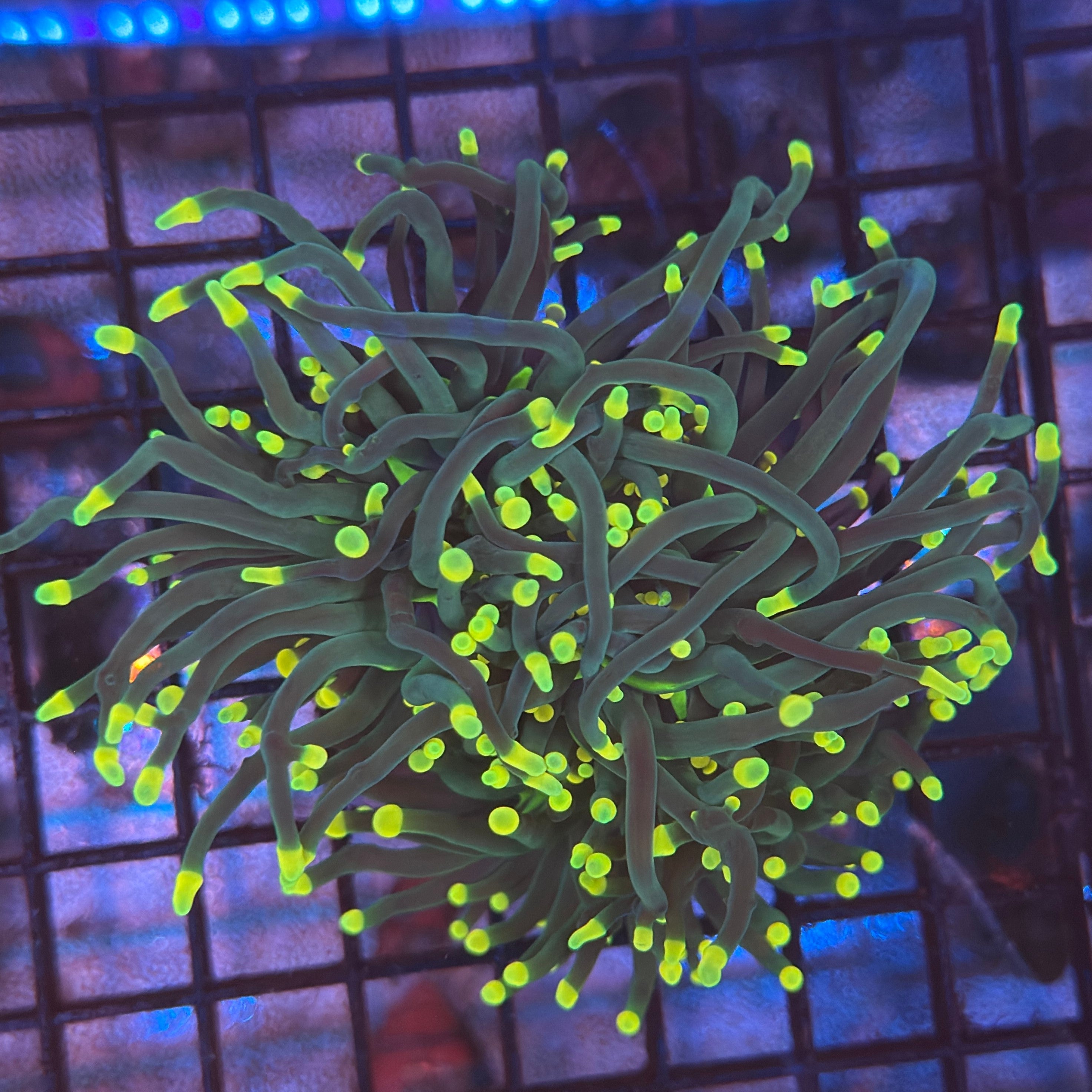 Indo Rasta Torch Coral R4C4
