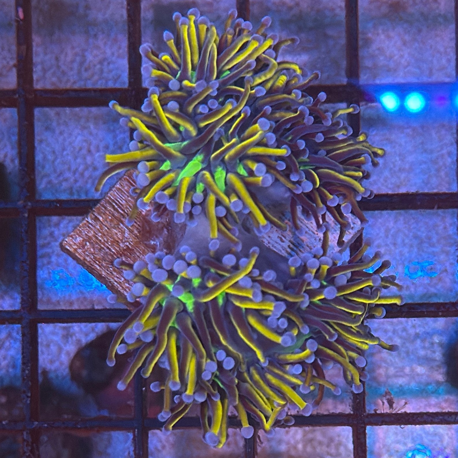 Gold Dragon Tamer Torch Coral R5A4