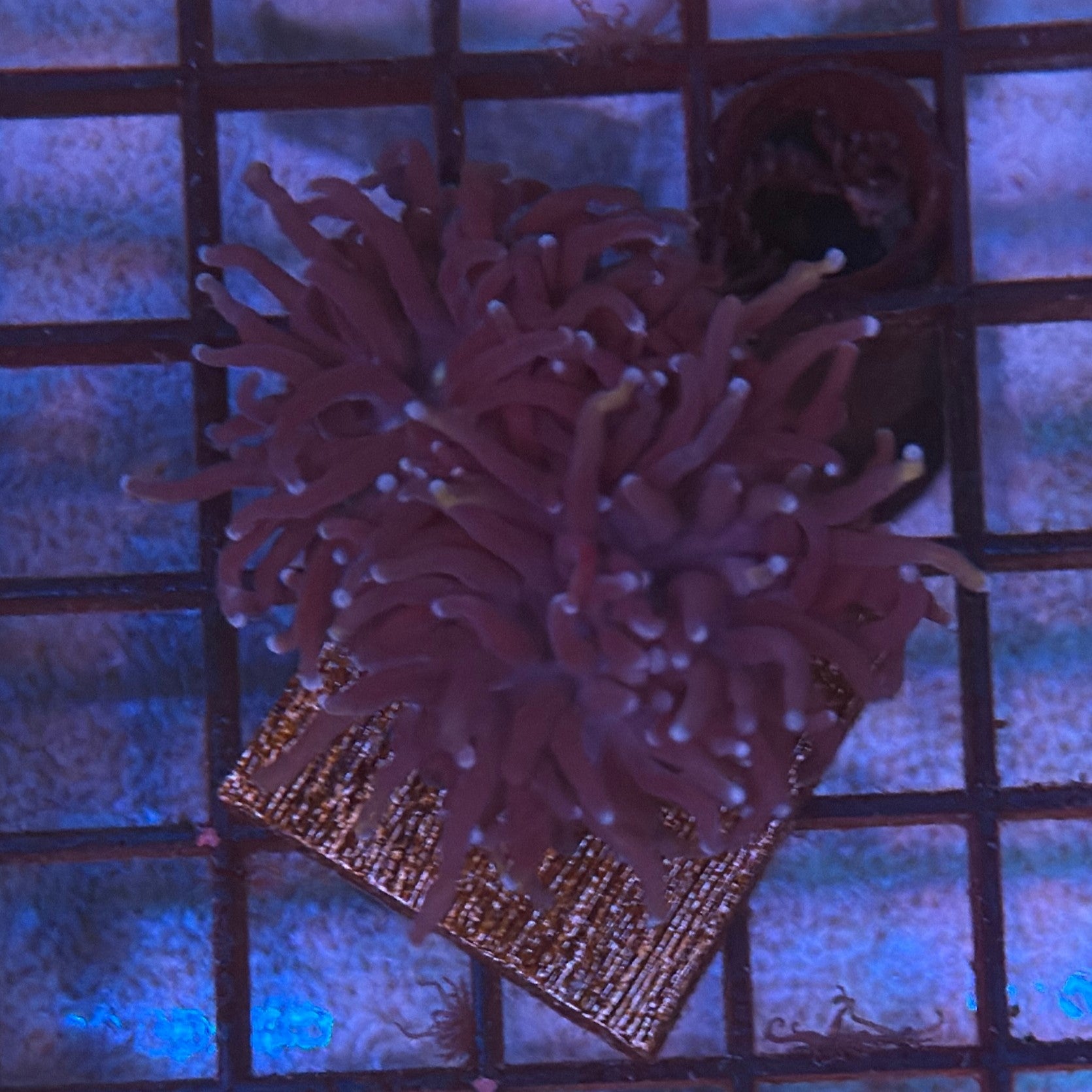 Wolverine Gold Torch Coral R5A5