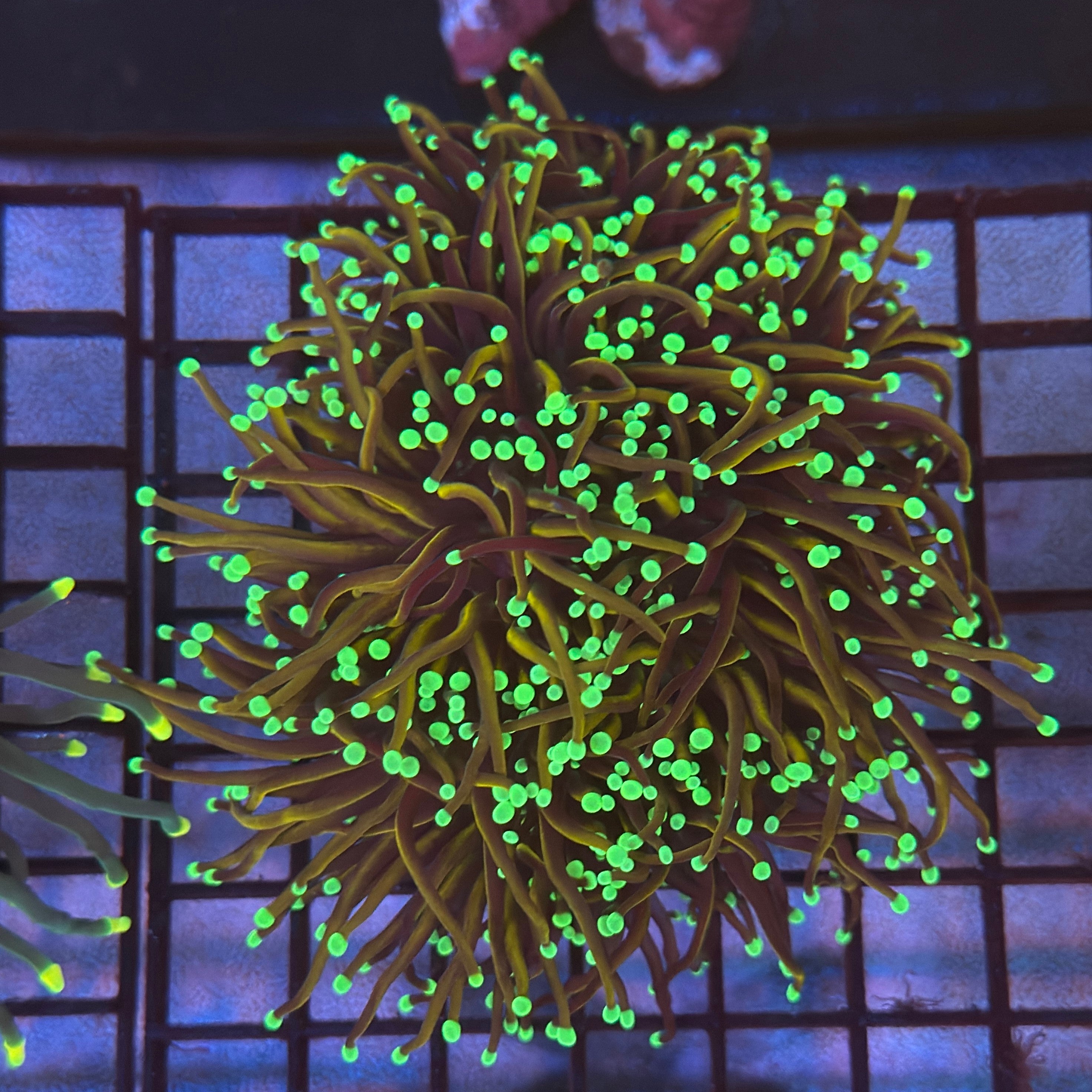 Ultra Gold Orange Peel Torch Coral R5A6