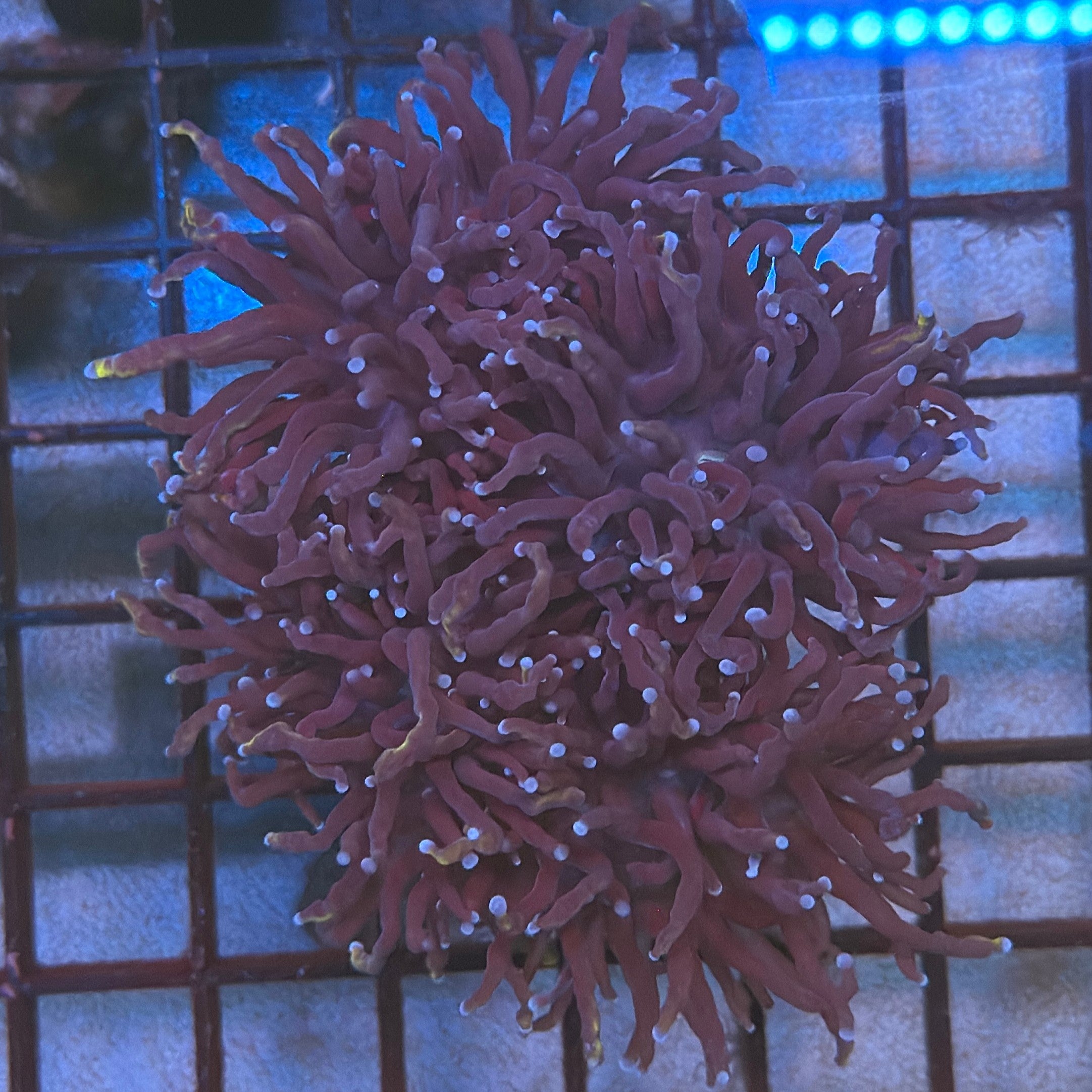 Wolverine Gold Torch Coral R5B1